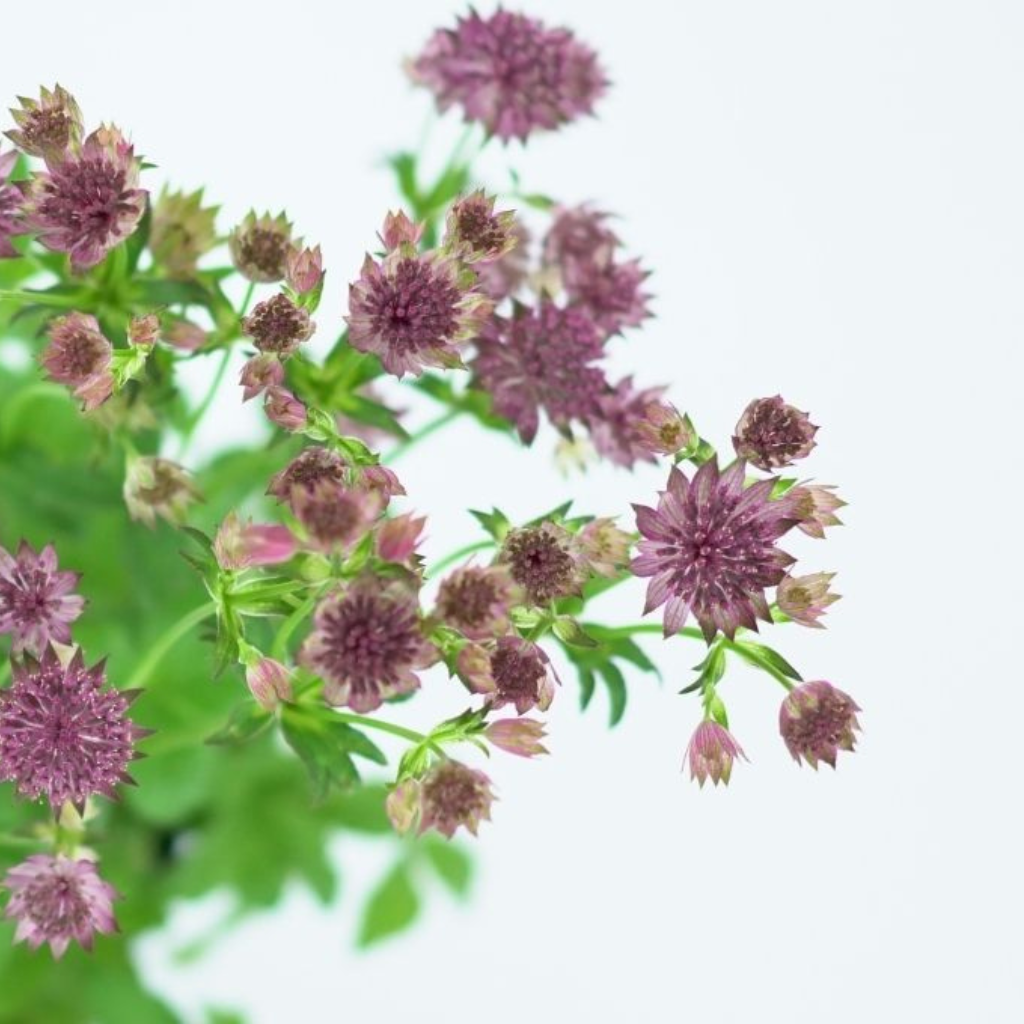ASTRANTIA MAJOR Jarzmianka większa