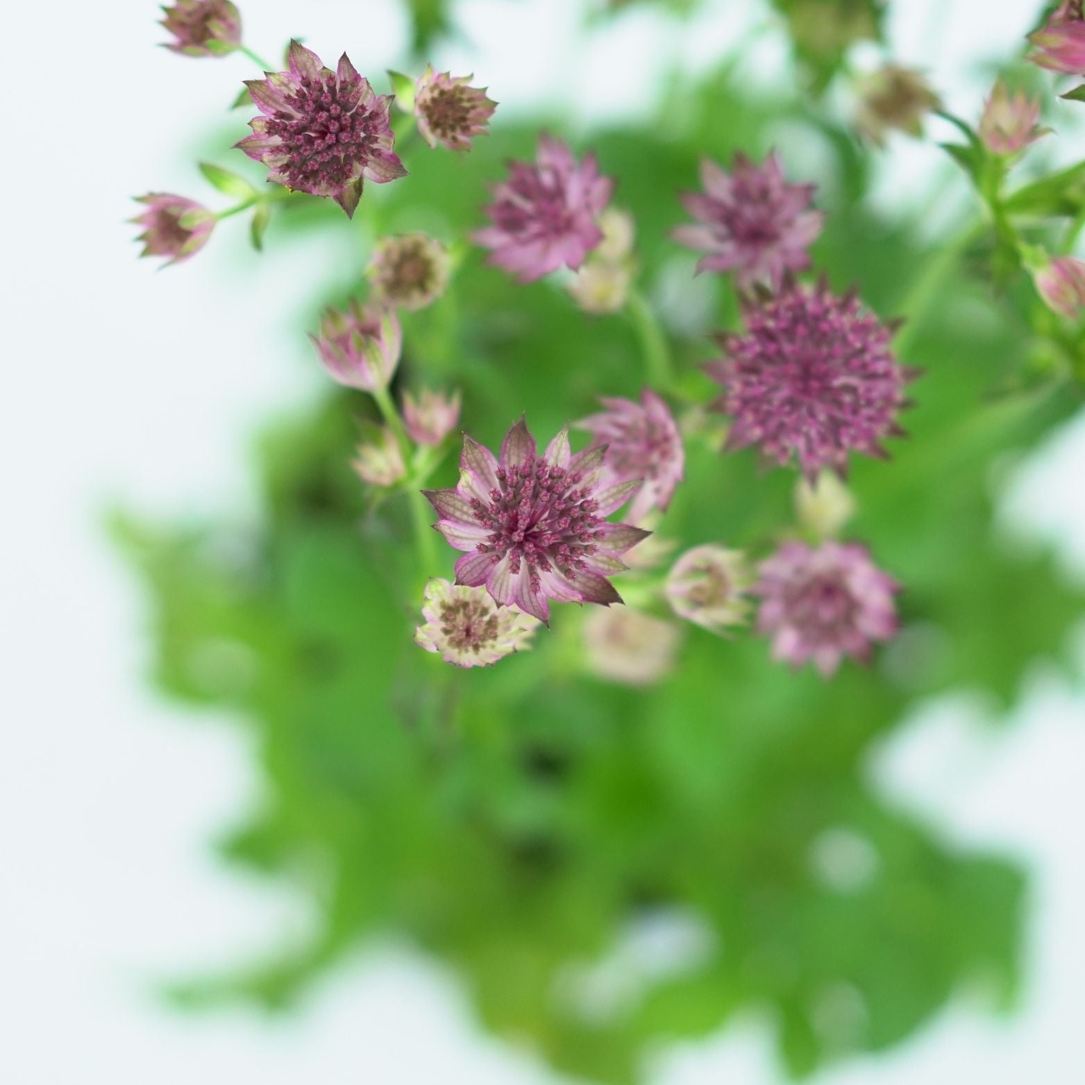 ASTRANTIA MAJOR Jarzmianka większa
