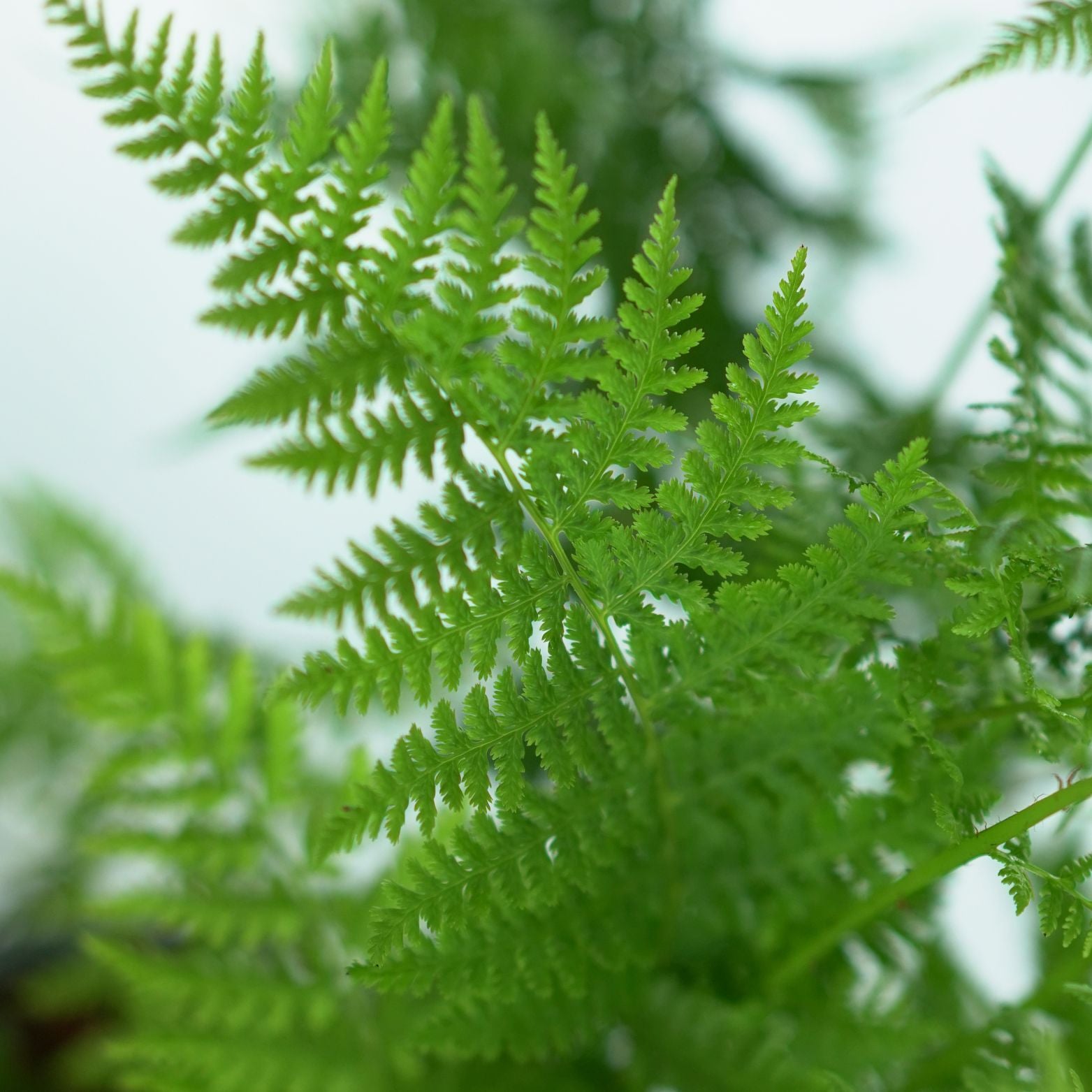 ATHYRIUM FILIX-FEMINA 'Rotstiel' Wietlica samicza