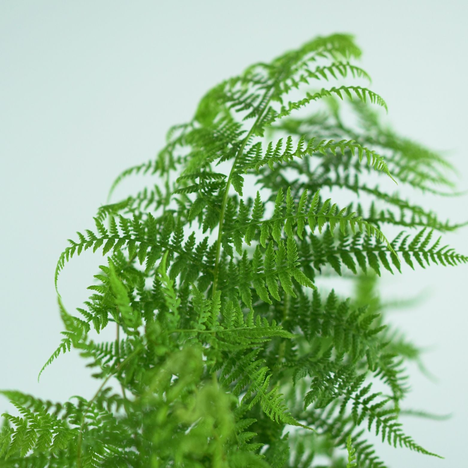 ATHYRIUM FILIX-FEMINA 'Rotstiel' Wietlica samicza