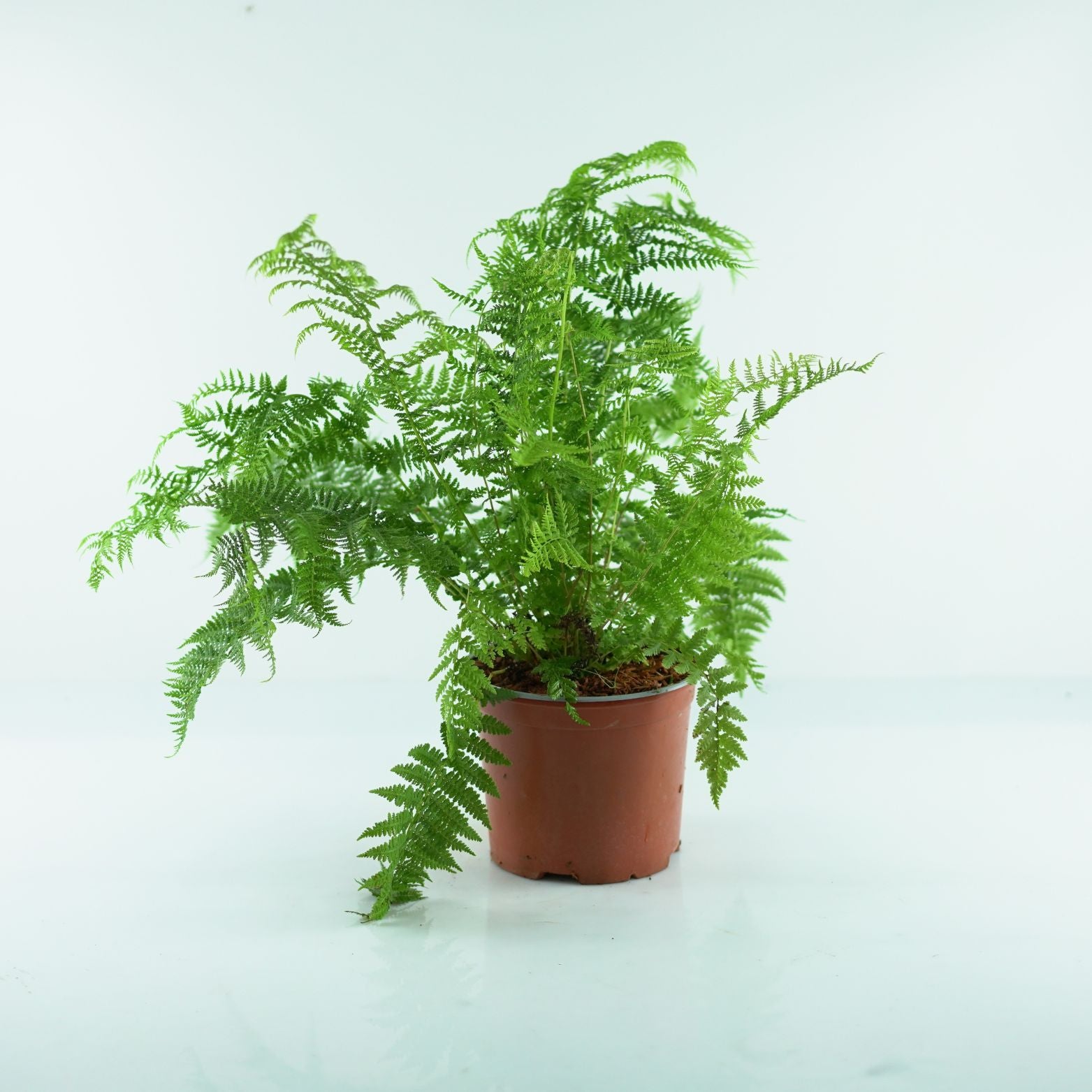 ATHYRIUM FILIX-FEMINA 'Rotstiel' Wietlica samicza