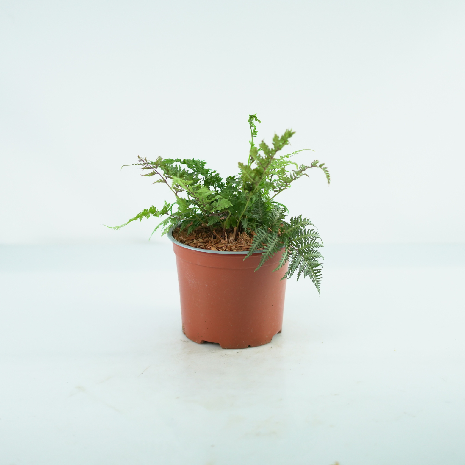 ATHYRIUM NIPONICUM 'URSULA RED' Wietlica japońska