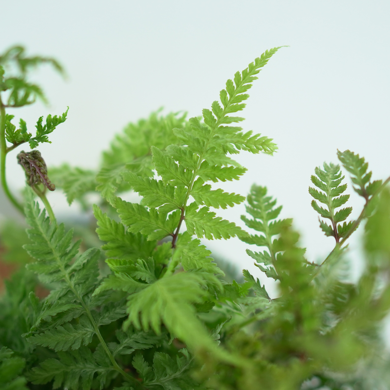 ATHYRIUM NIPONICUM 'URSULA RED' Wietlica japońska