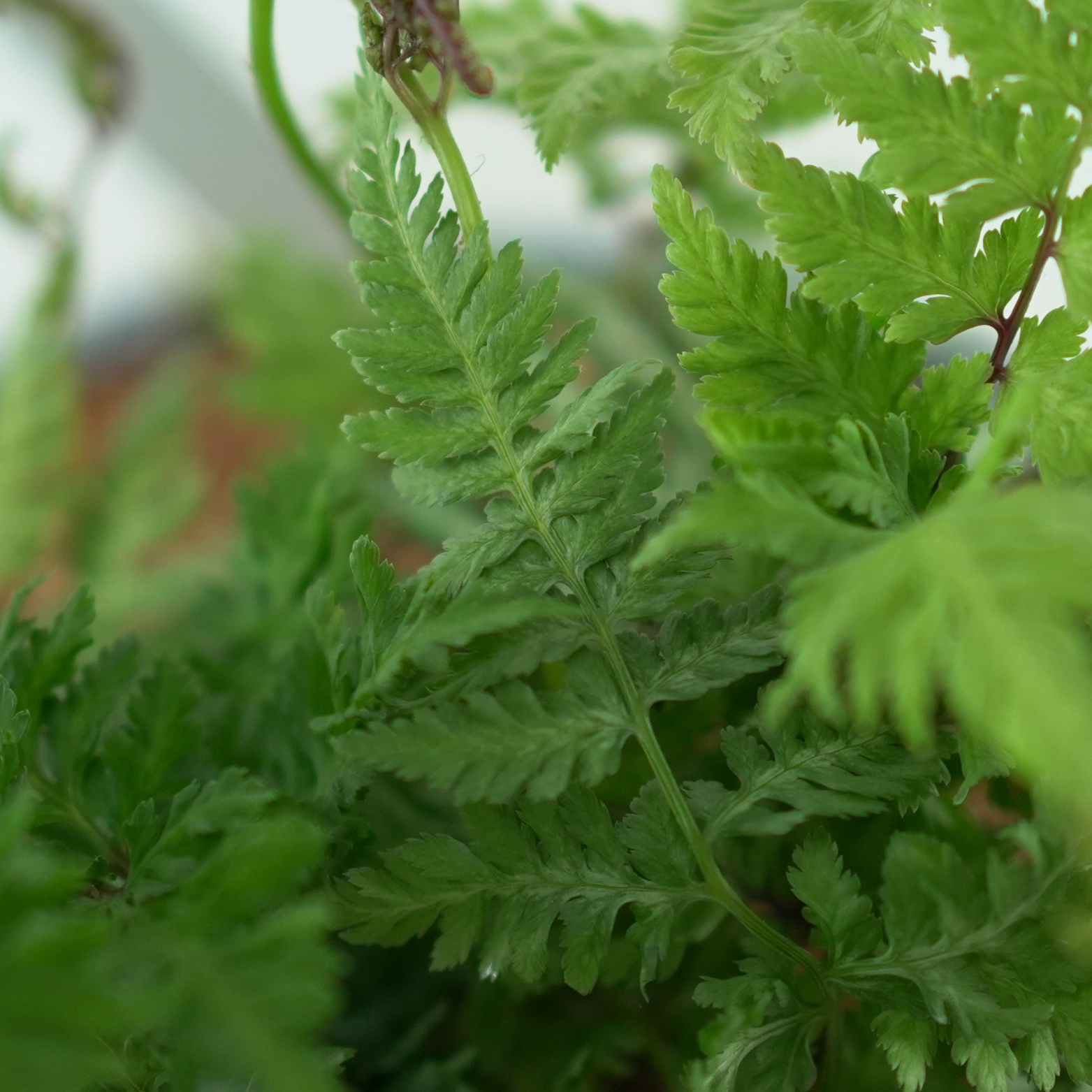ATHYRIUM NIPONICUM 'URSULA RED' Wietlica japońska