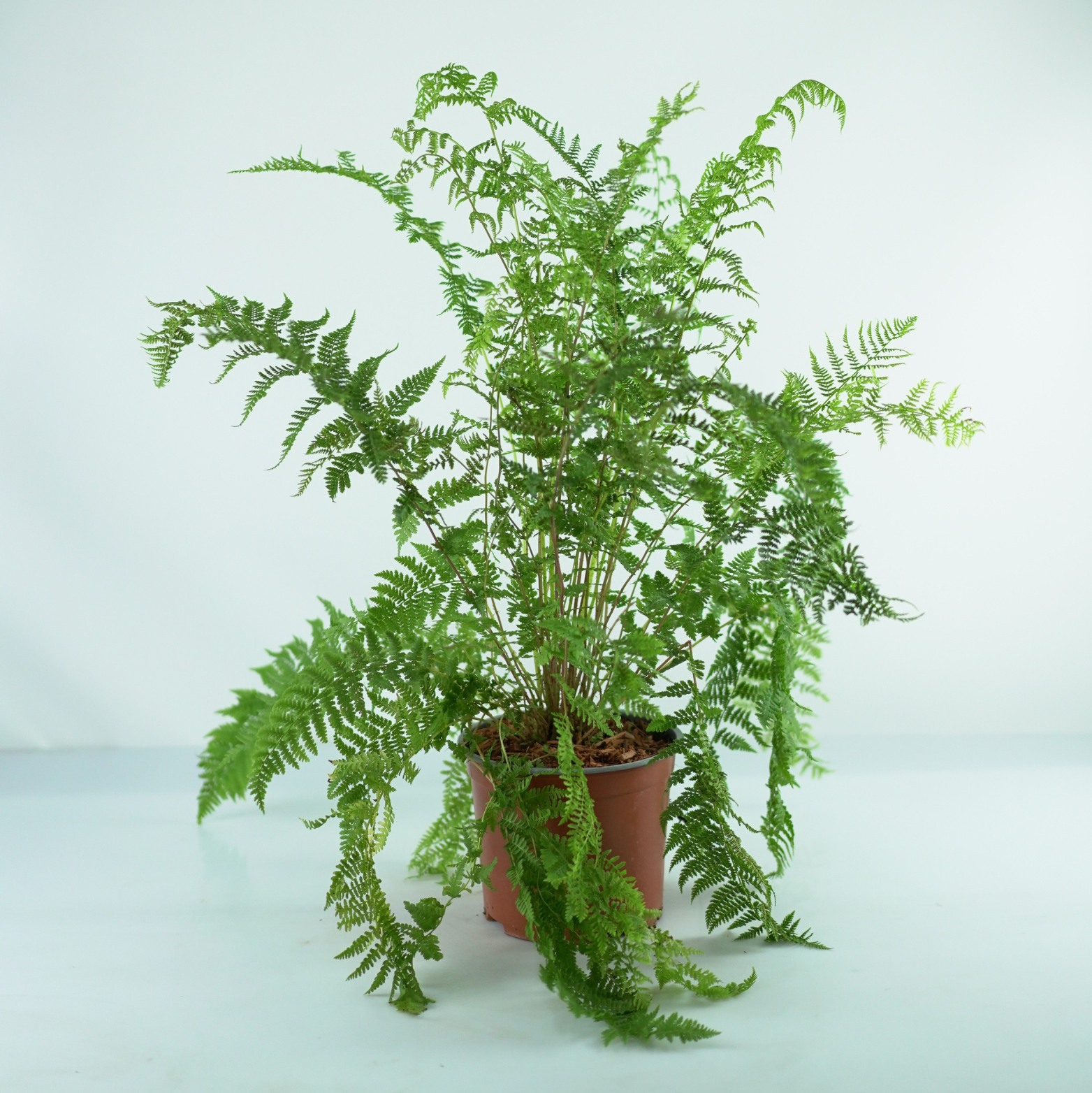 ATHYRIUM FILIX-FEMINA 'Rotstiel' Wietlica samicza