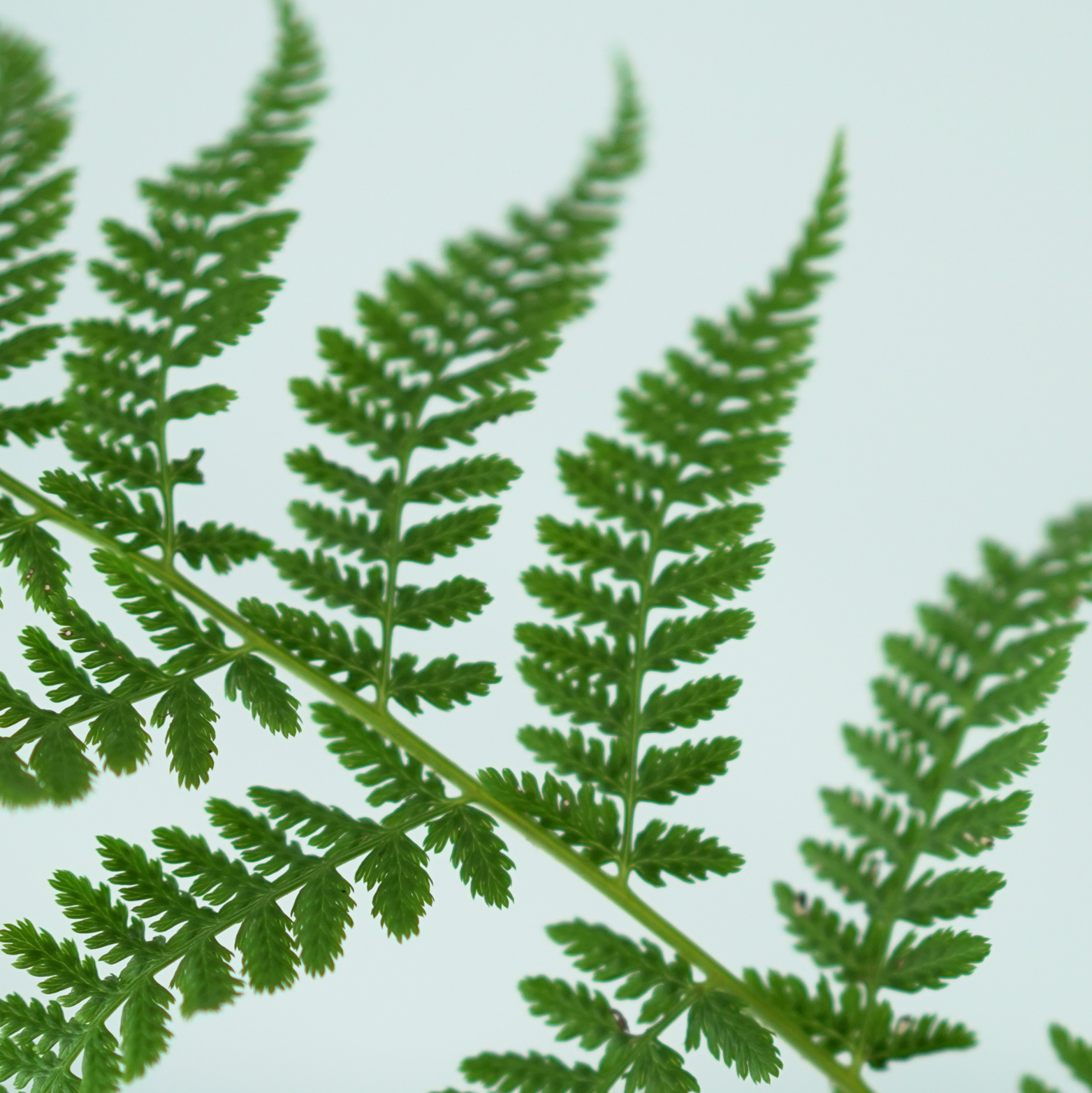 ATHYRIUM FILIX-FEMINA 'Rotstiel' Wietlica samicza
