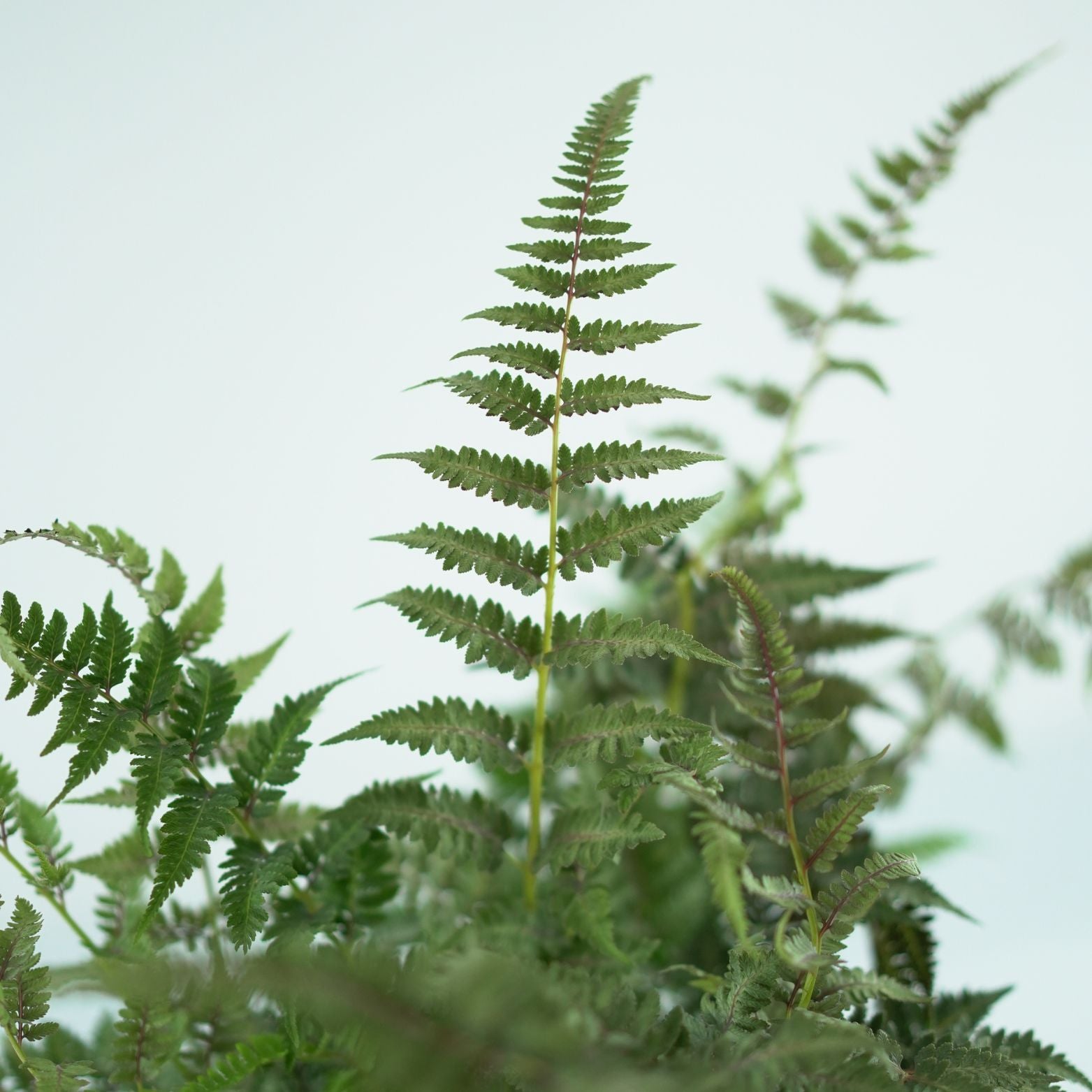 ATHYRIUM NIPONICUM 'Burgundy Lace' Wietlica japońska