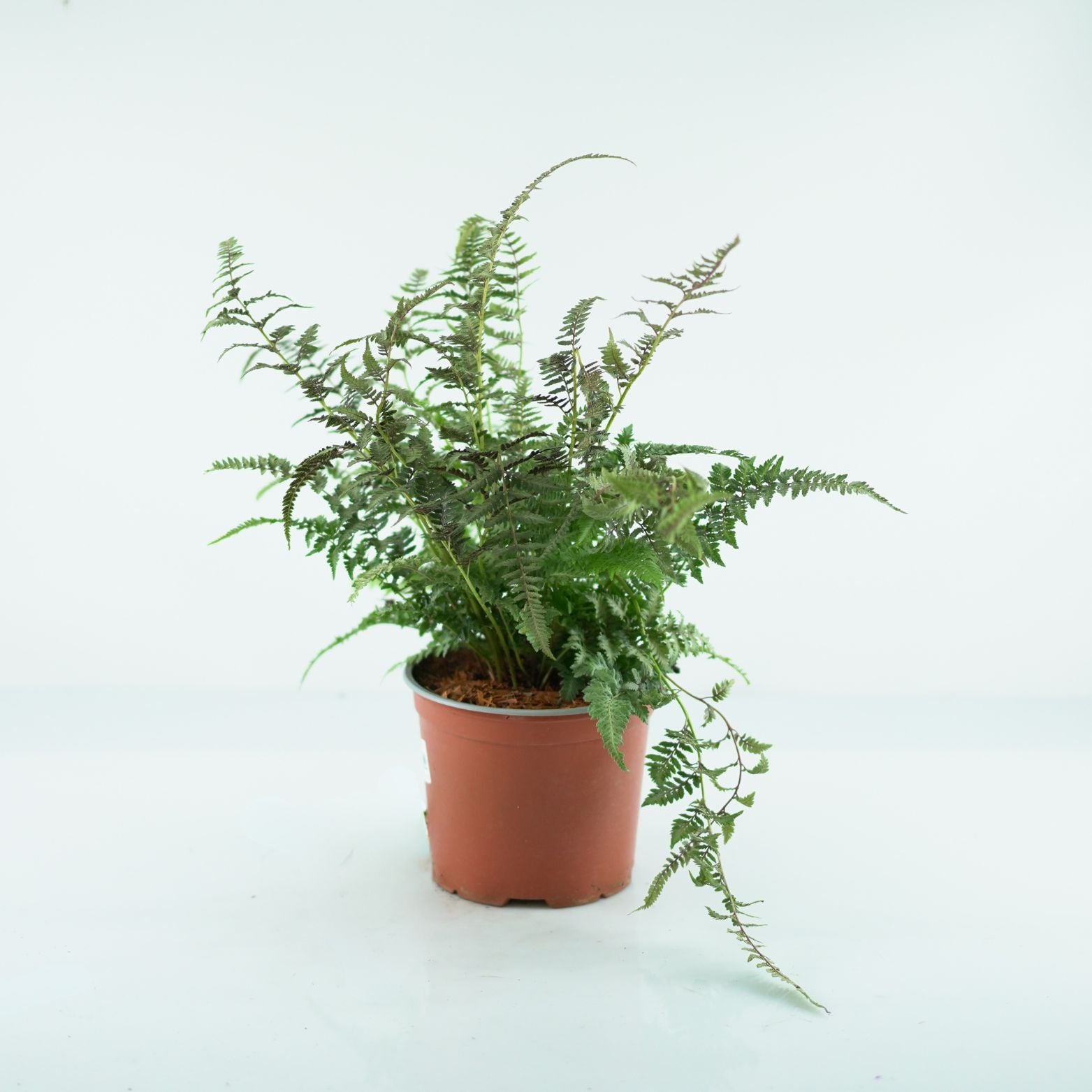ATHYRIUM NIPONICUM 'Burgundy Lace' Wietlica japońska
