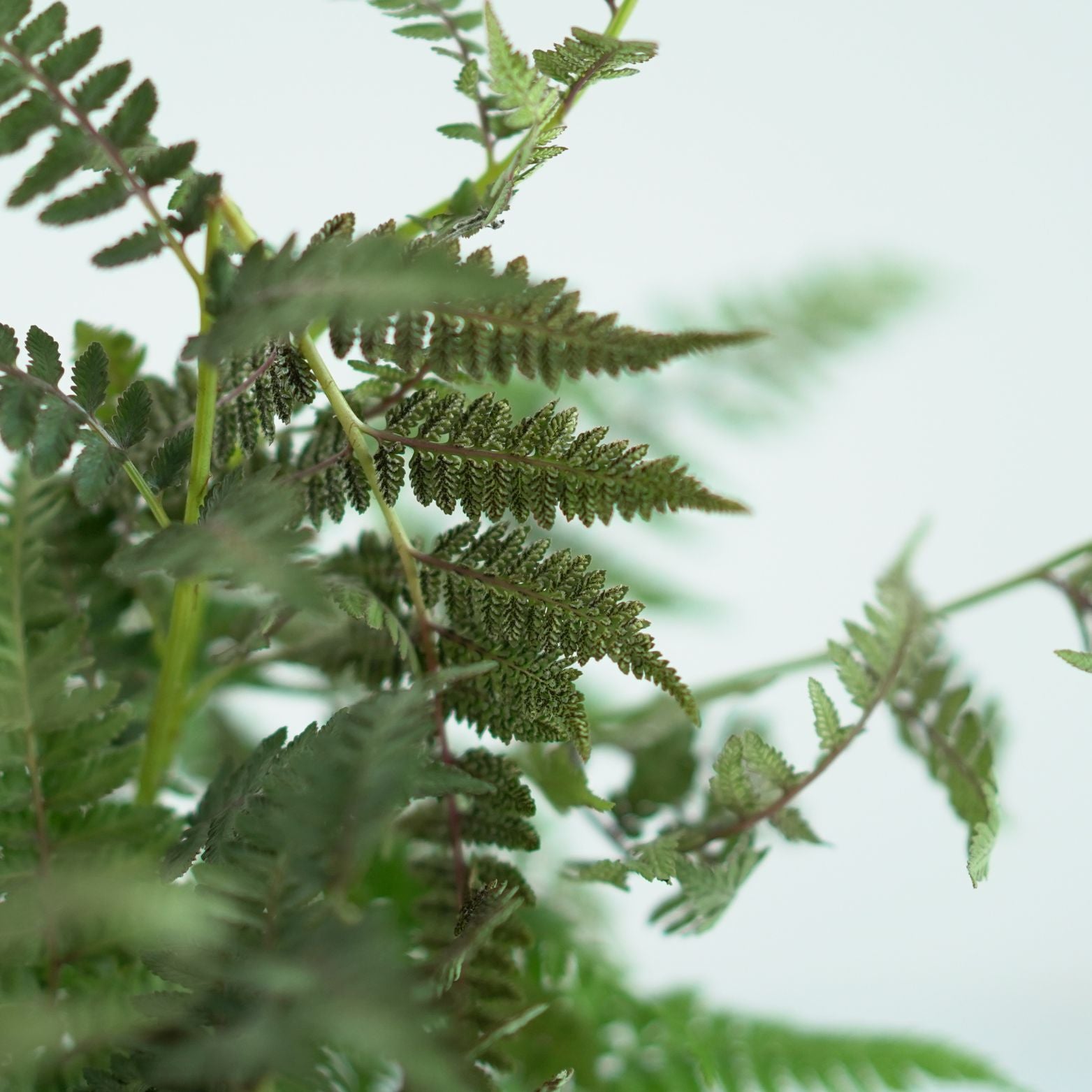 ATHYRIUM NIPONICUM 'Burgundy Lace' Wietlica japońska