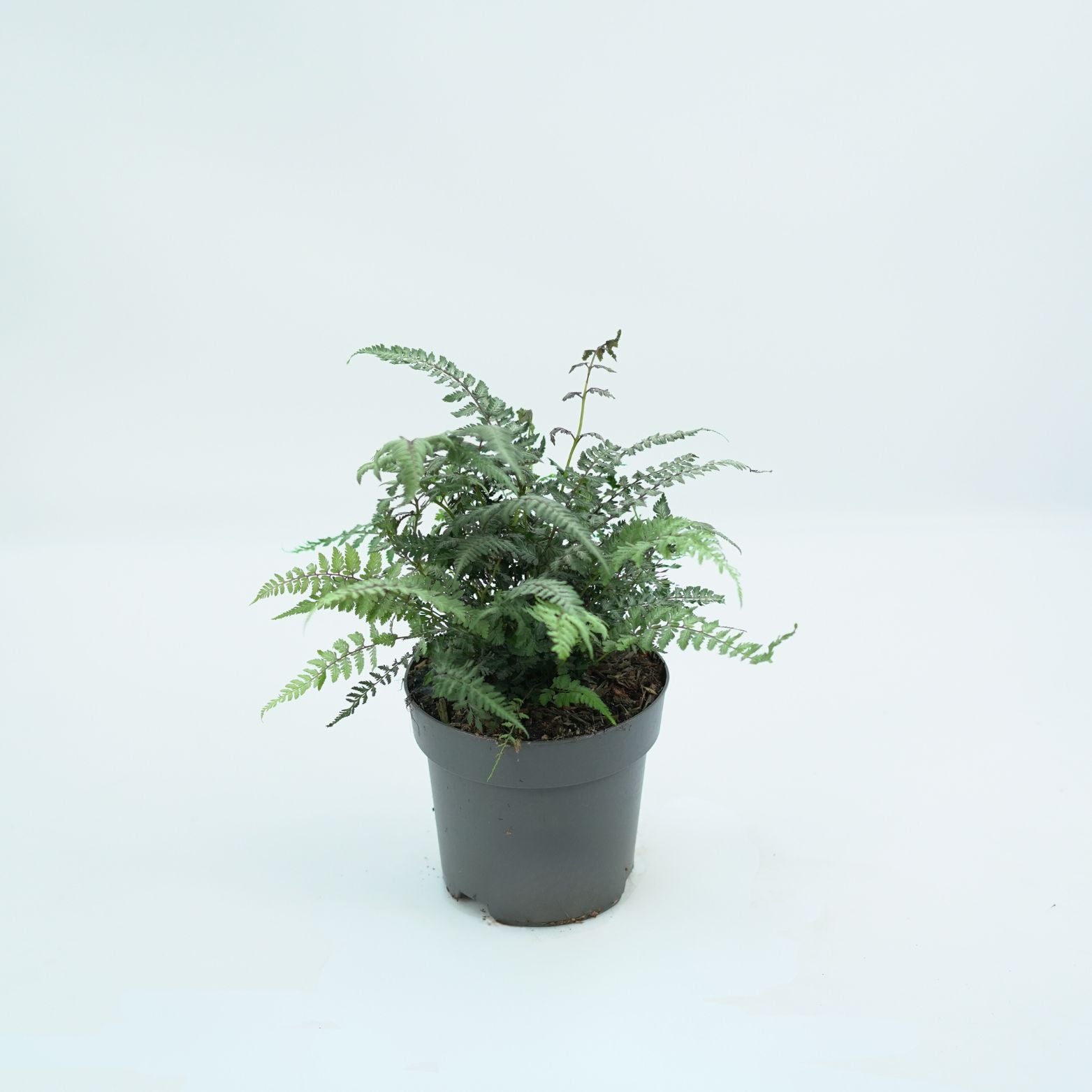 ATHYRIUM NIPONICUM 'SILVER FALLS' Wietlica japońska