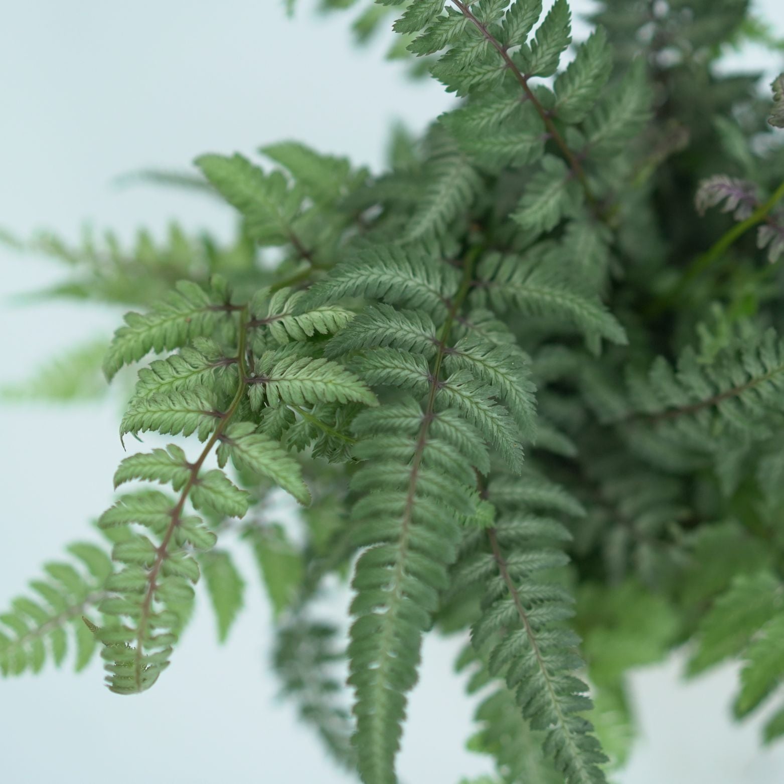 ATHYRIUM NIPONICUM 'SILVER FALLS' Wietlica japońska