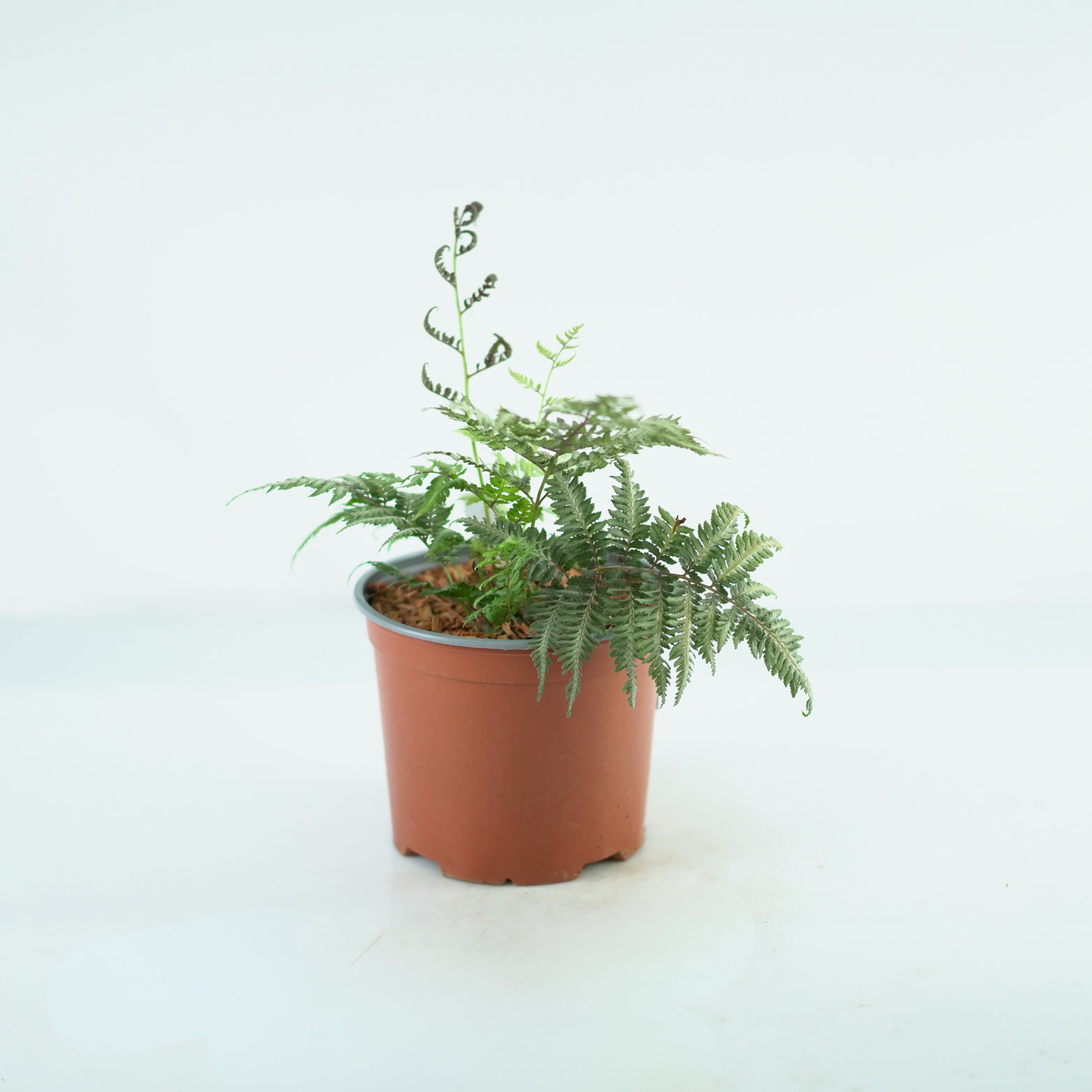 ATHYRIUM 'SILVER FALLS' Wietlica