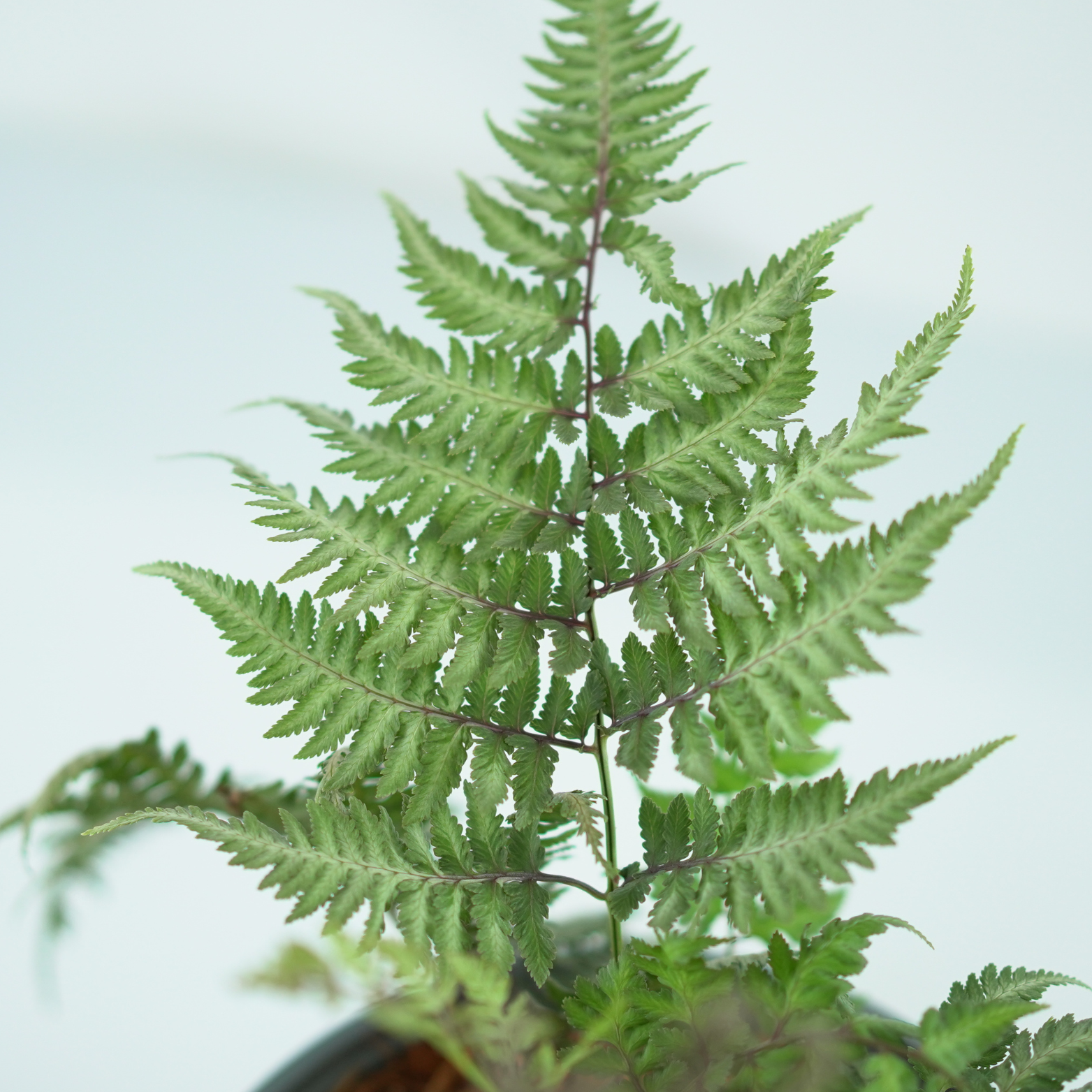 ATHYRIUM 'SILVER FALLS' Wietlica