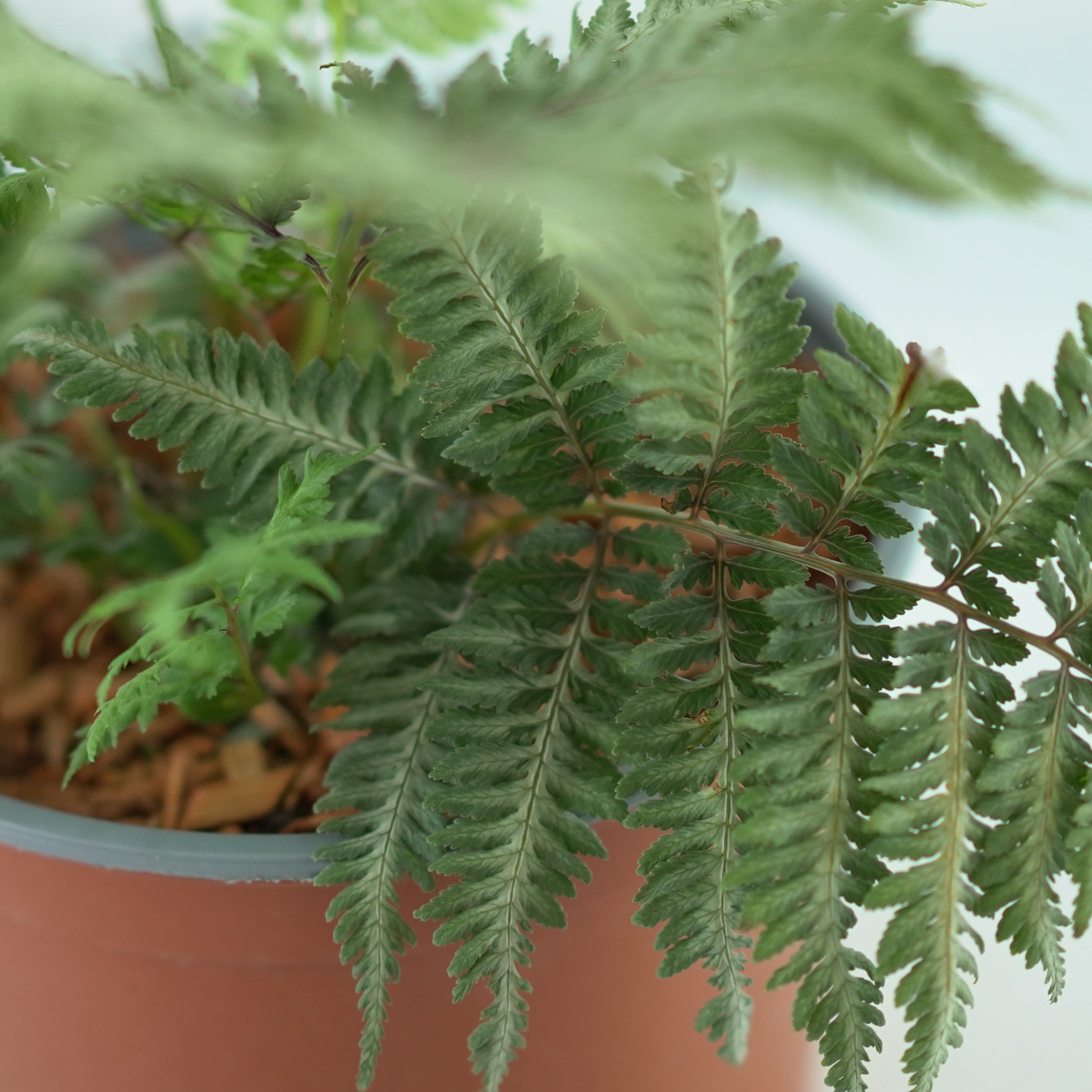 ATHYRIUM 'SILVER FALLS' Wietlica