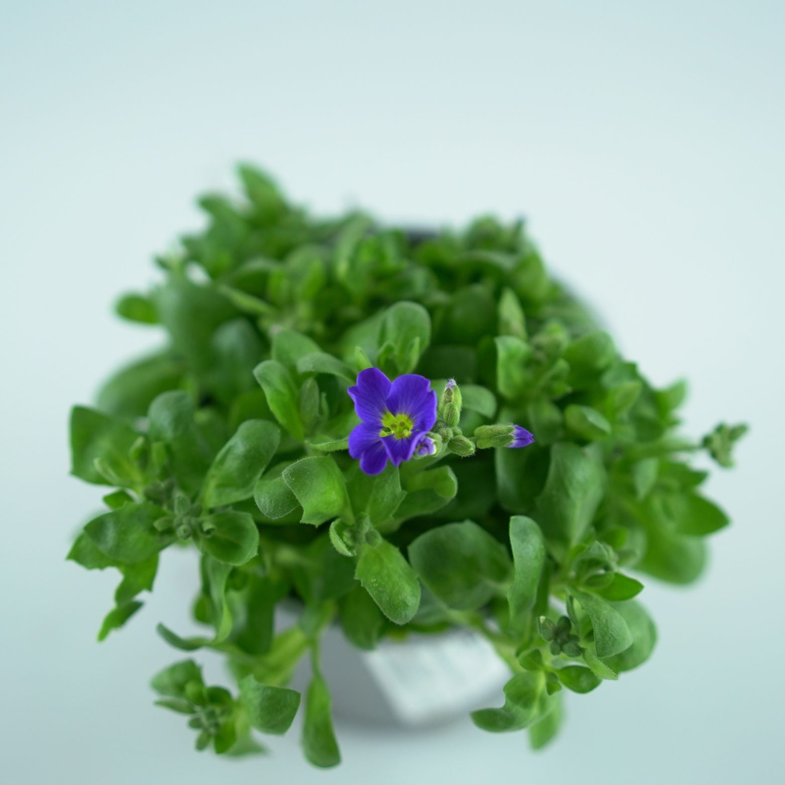 AUBRIETA CULTORUM Żagwin