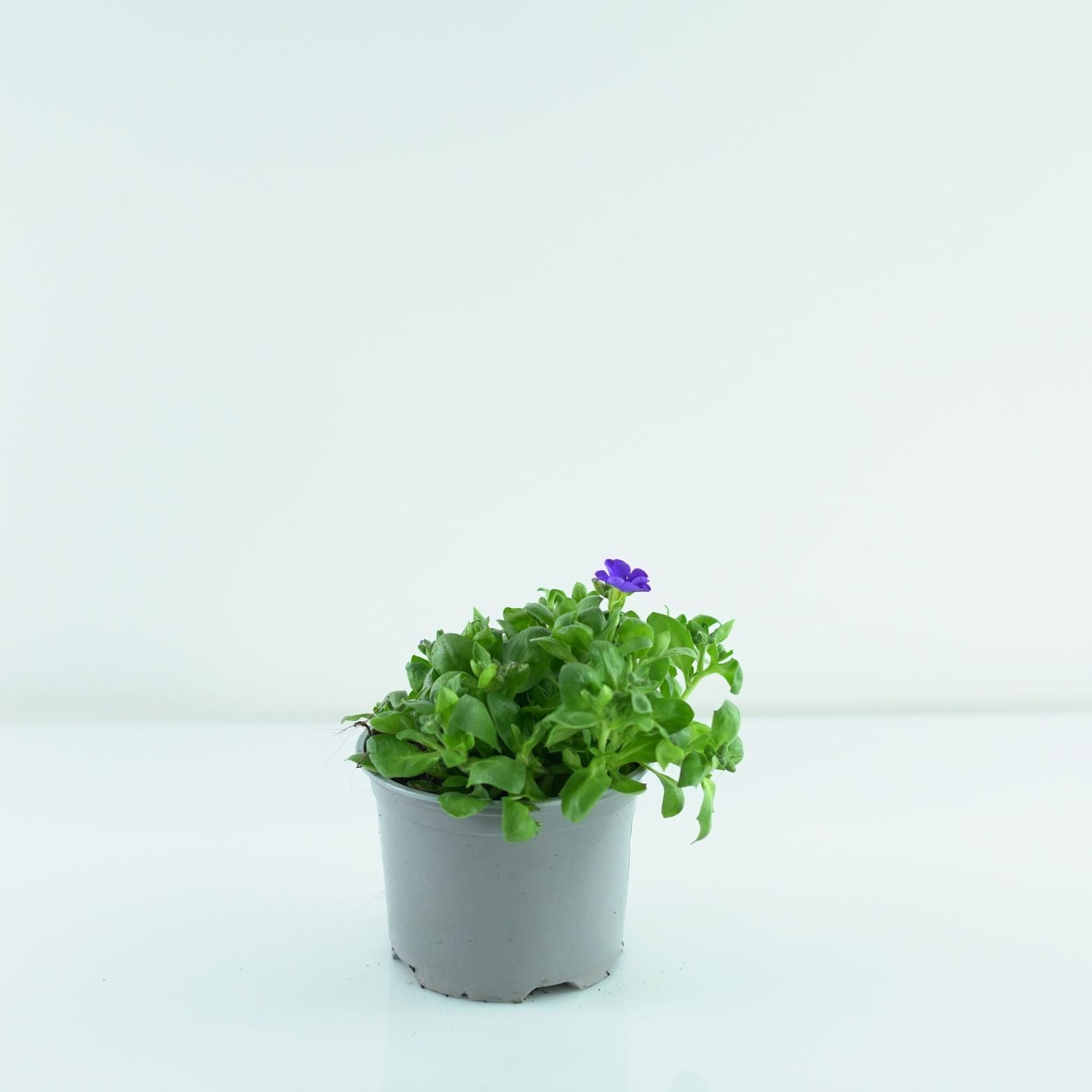 AUBRIETA CULTORUM Żagwin