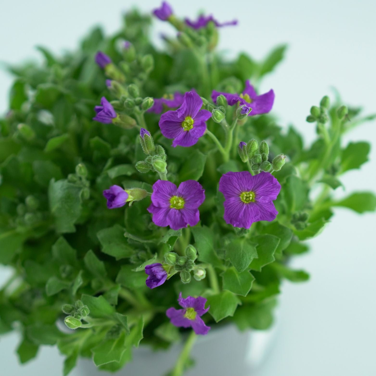 AUBRIETA CULTORUM Żagwin