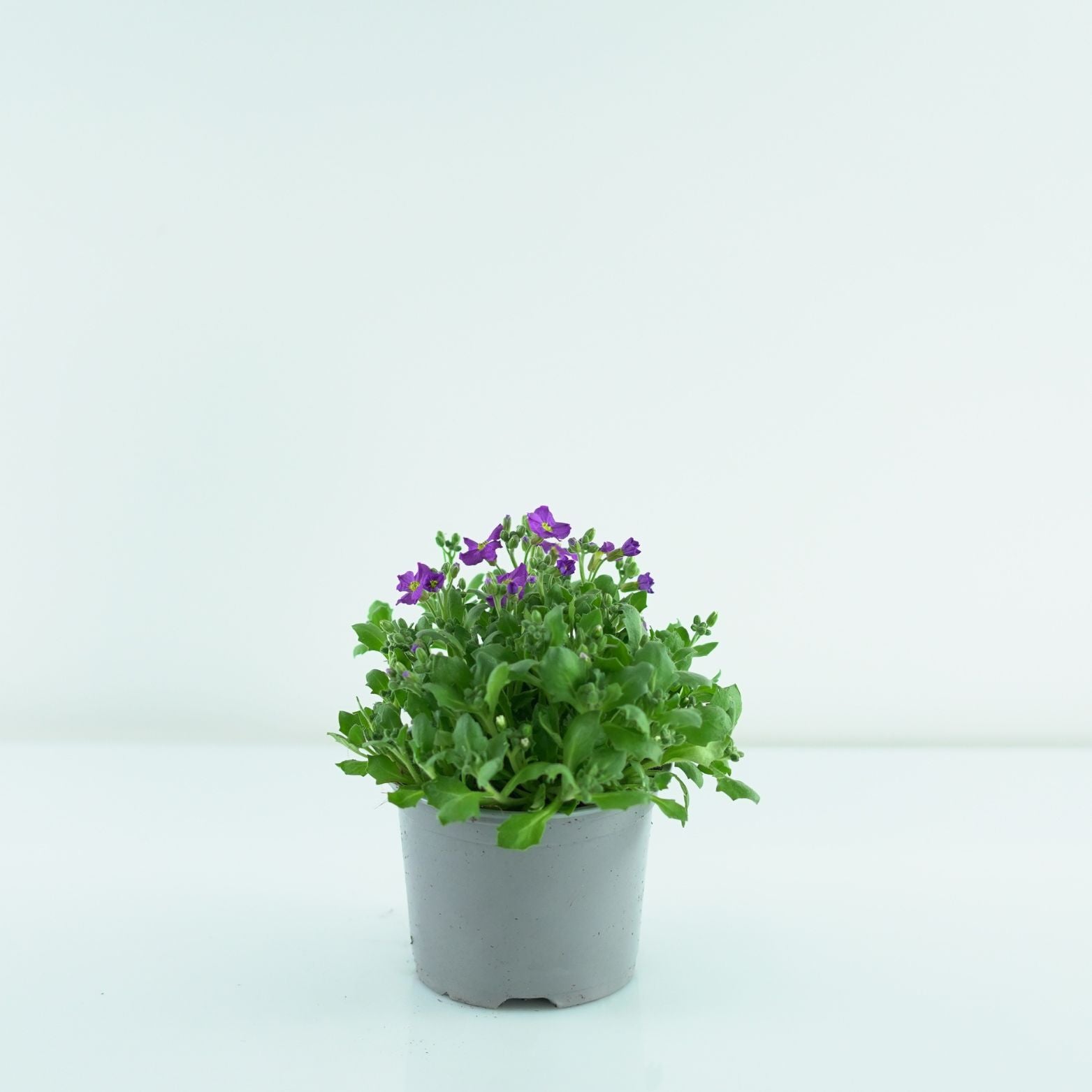 AUBRIETA CULTORUM Żagwin