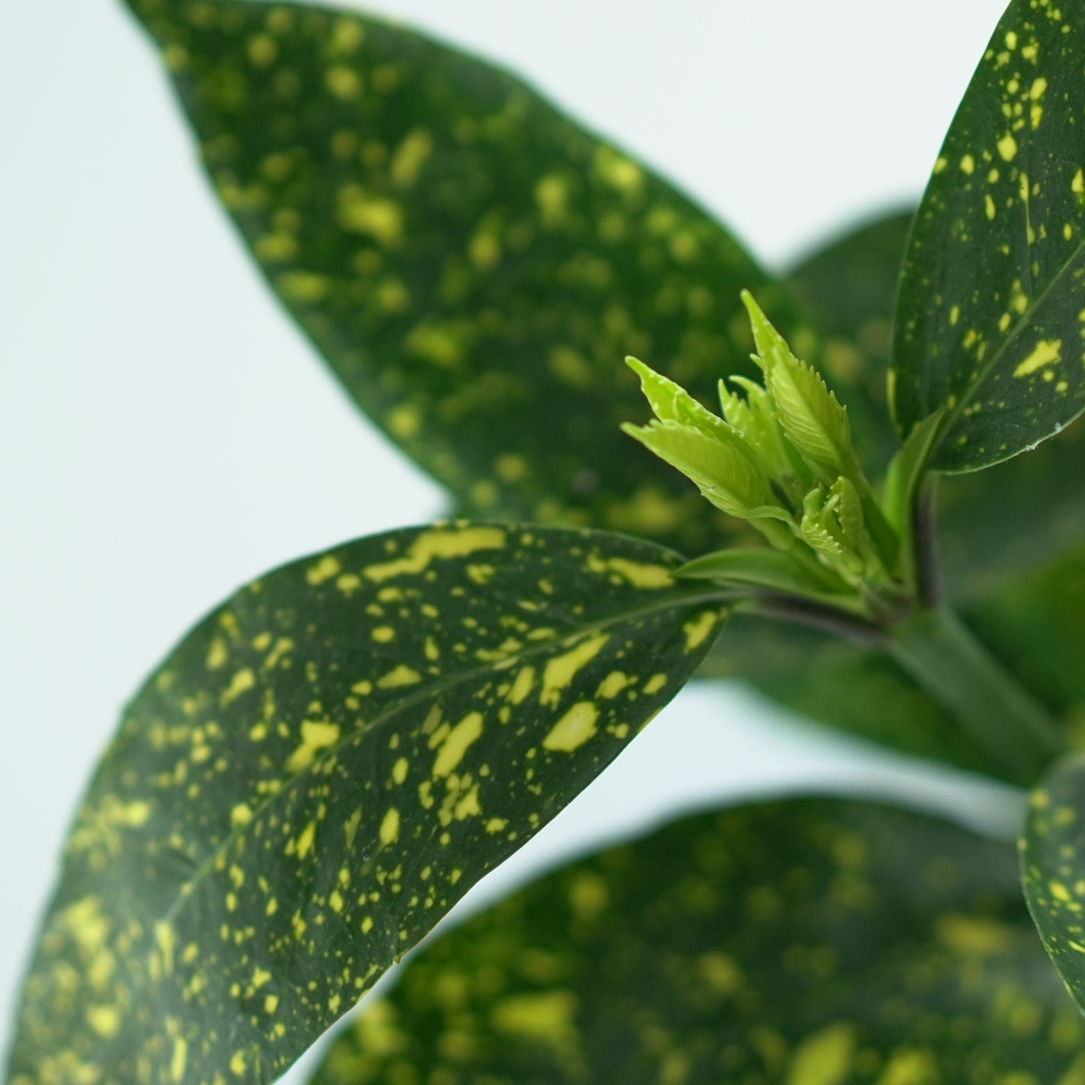 AUCUBA JAPONICA 'VARIEGATA' Aukuba japońska