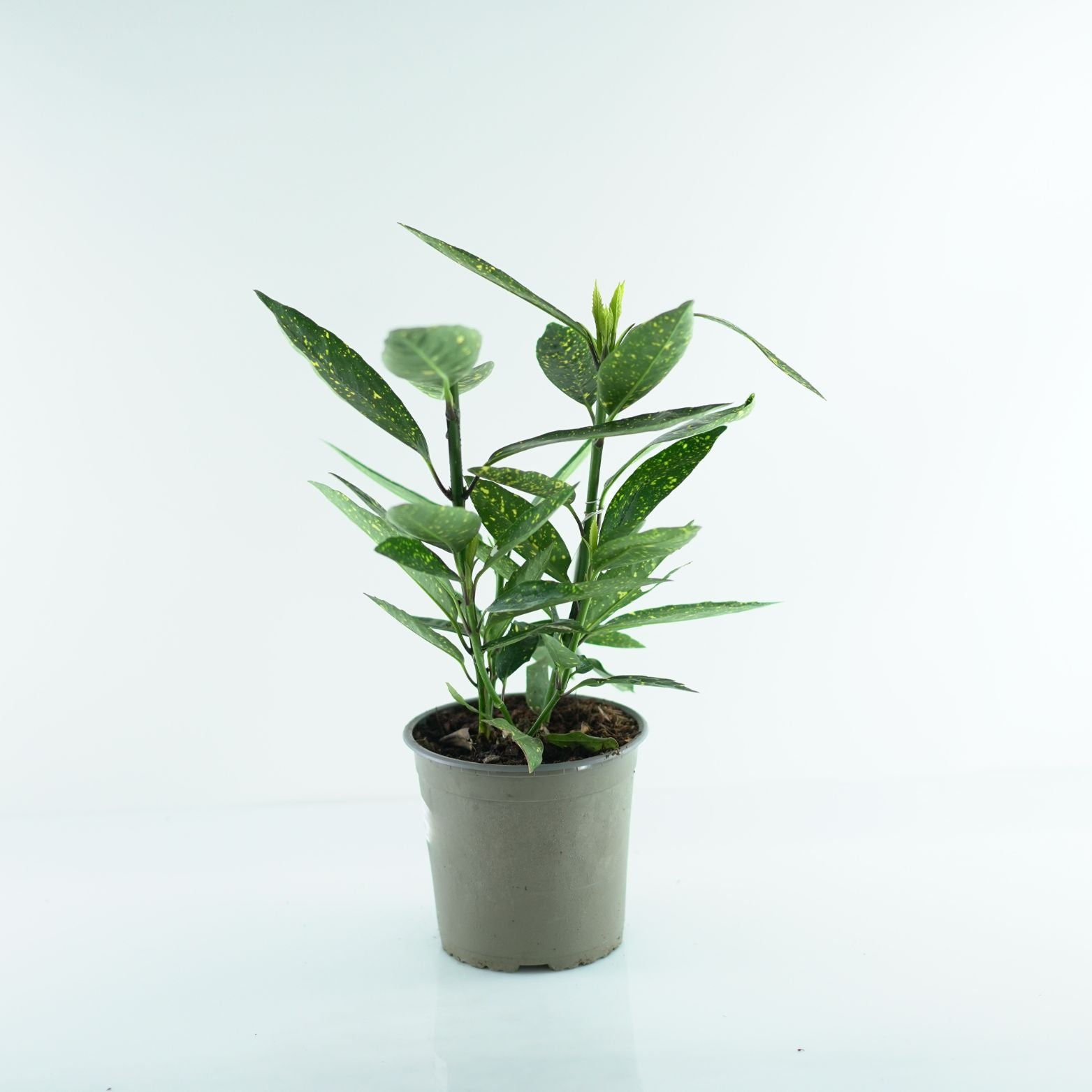 AUCUBA JAPONICA 'VARIEGATA' Aukuba japońska