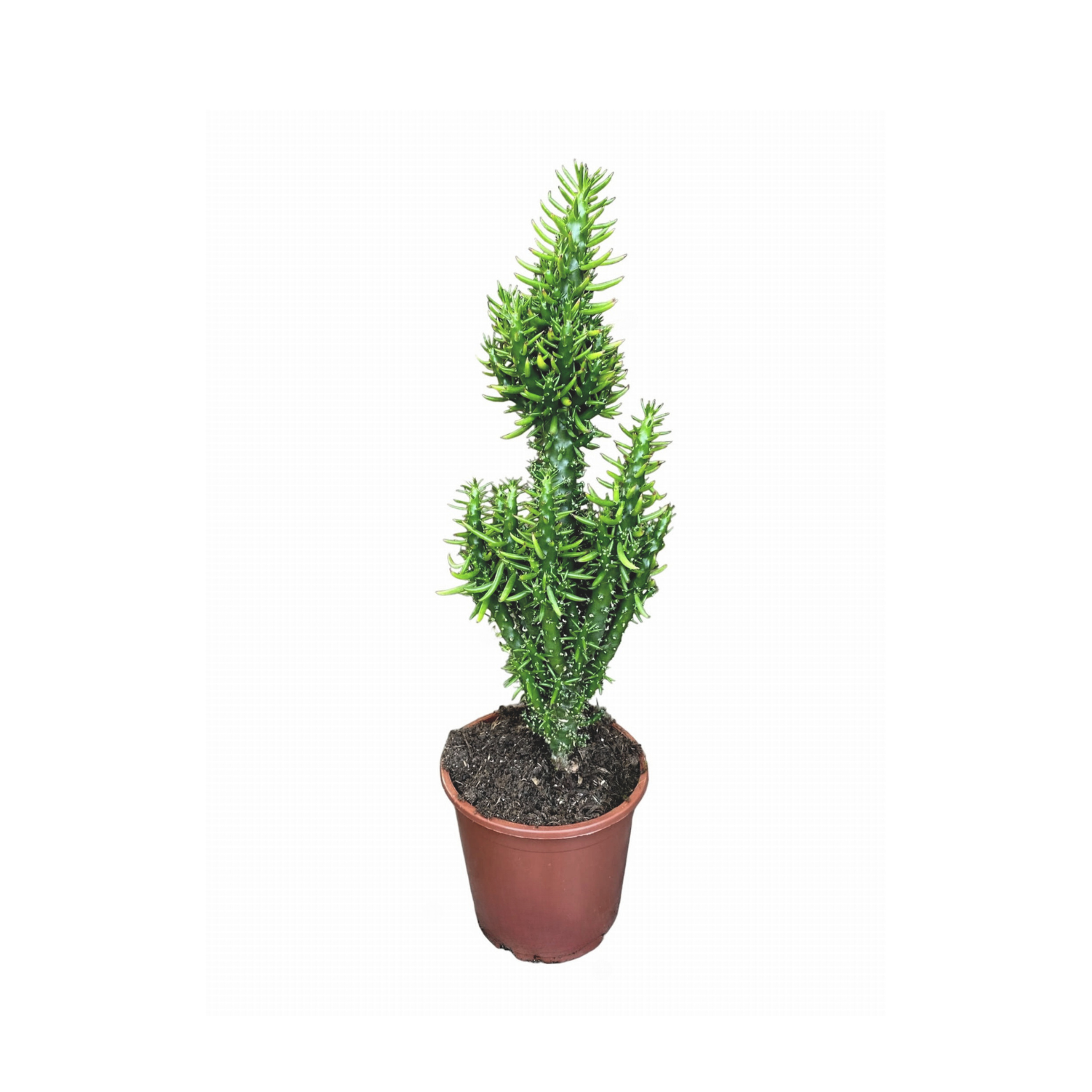 AUSTROCYLINDROPUNTIA SUBULATA Kaktus