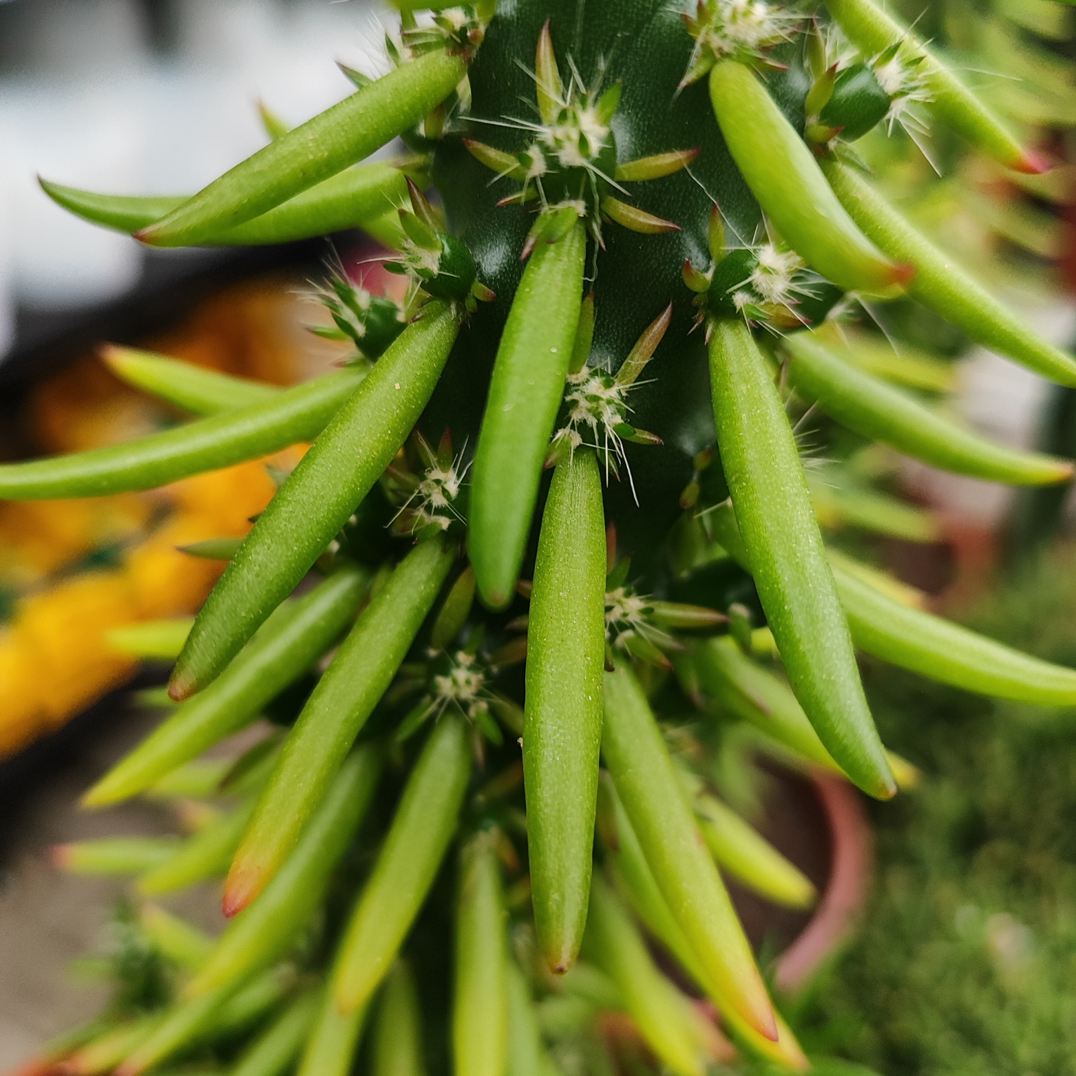 AUSTROCYLINDROPUNTIA SUBULATA Kaktus