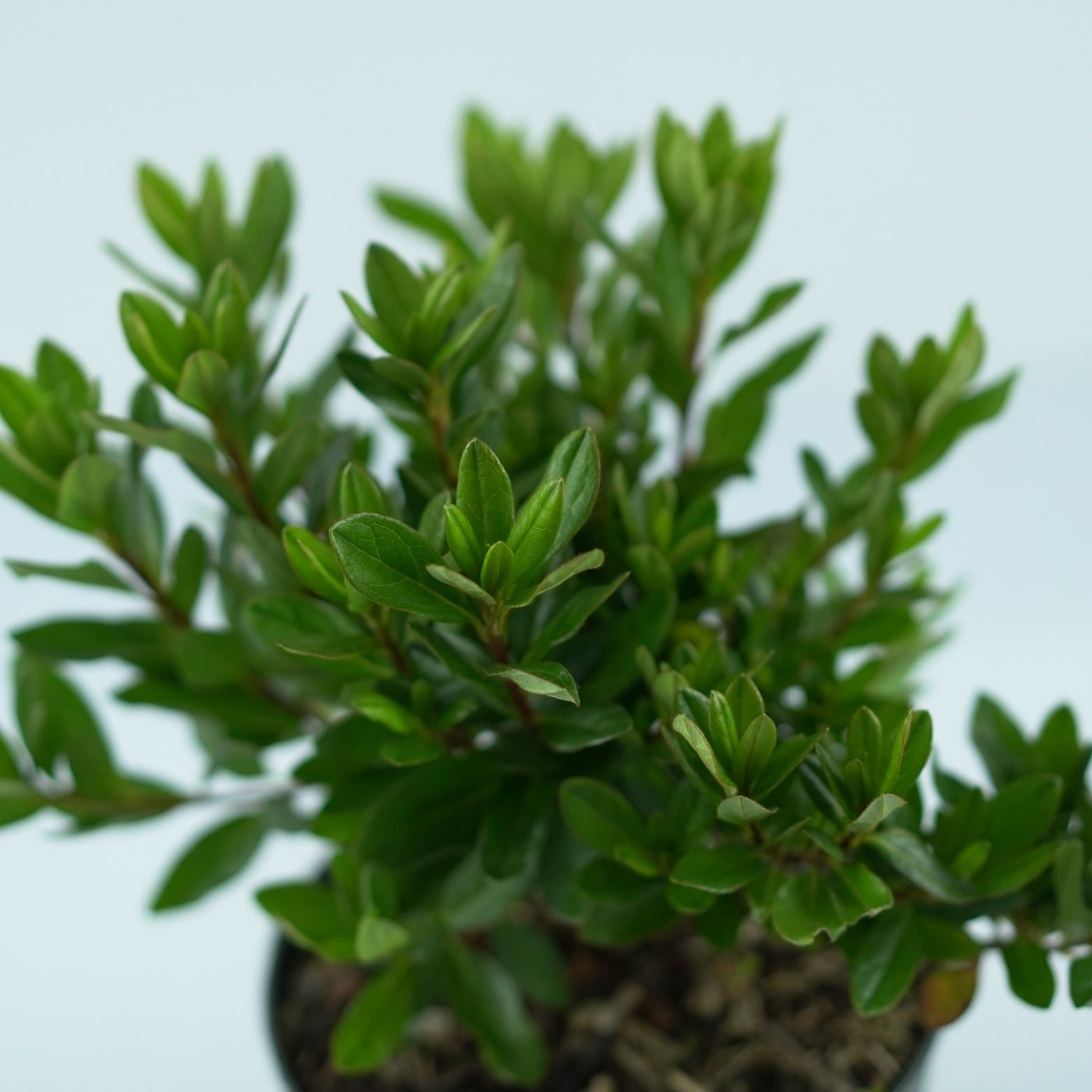 AZALEA JAPONICA 'Anouk' Azalia