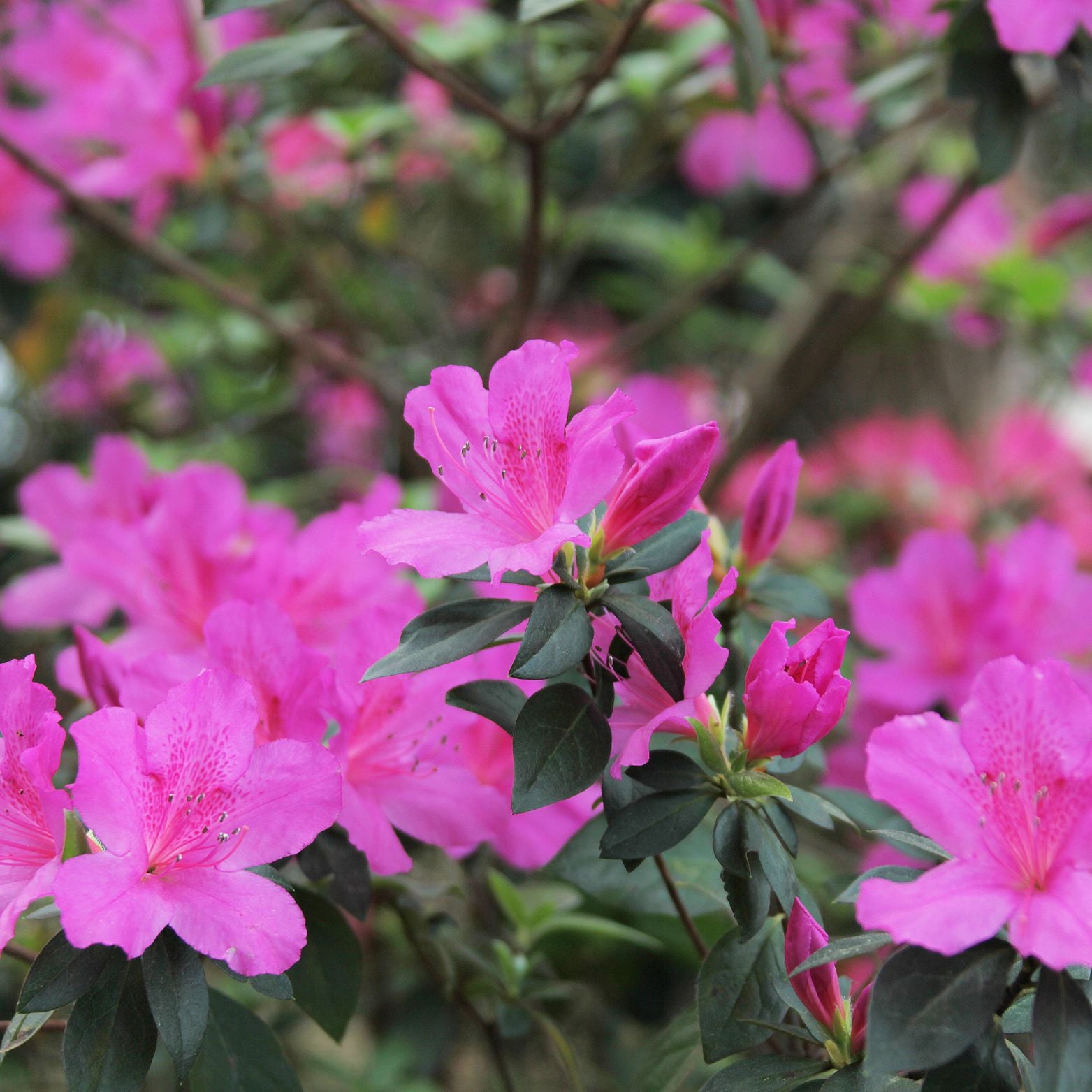 AZALEA JAPONICA 'Anouk' Azalia