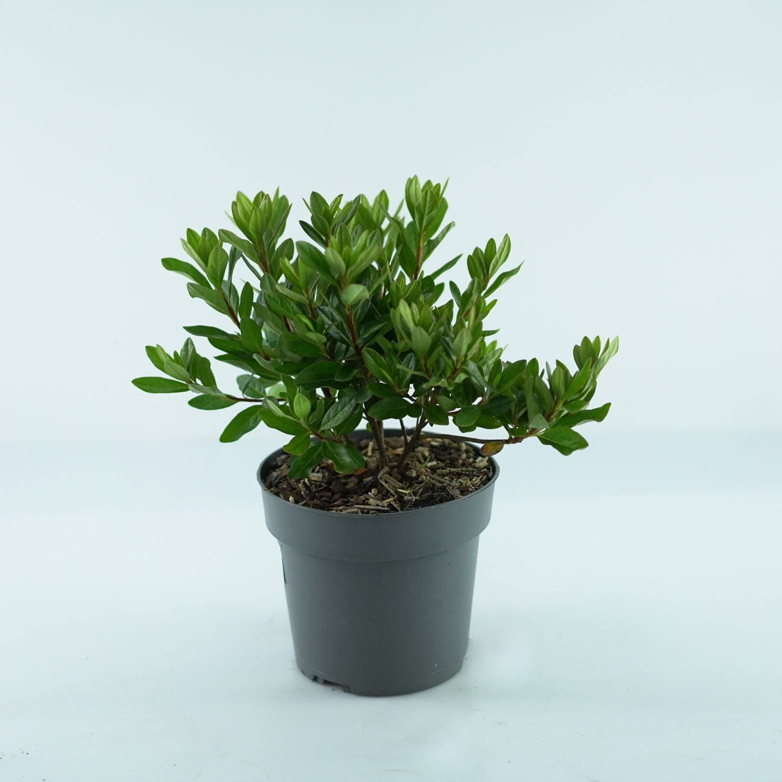 AZALEA JAPONICA 'Anouk' Azalia