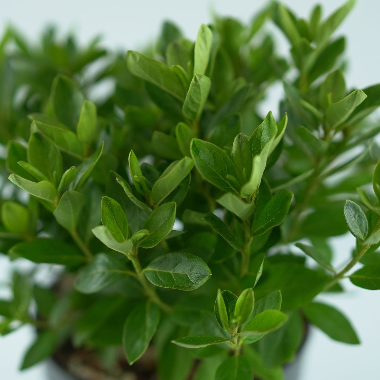 AZALEA JAPONICA 'Maischnee' Azalia