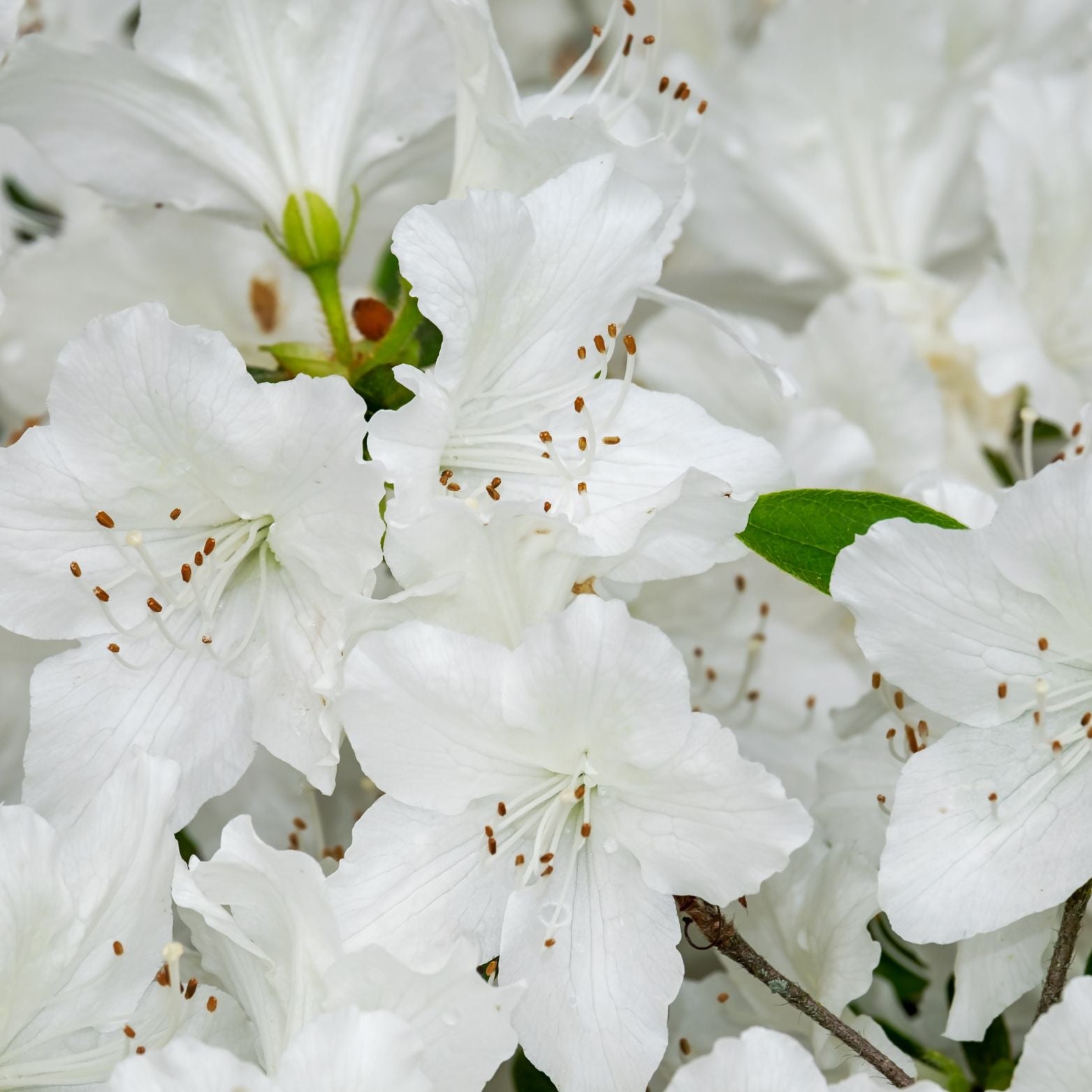 AZALEA JAPONICA 'Maischnee' Azalia