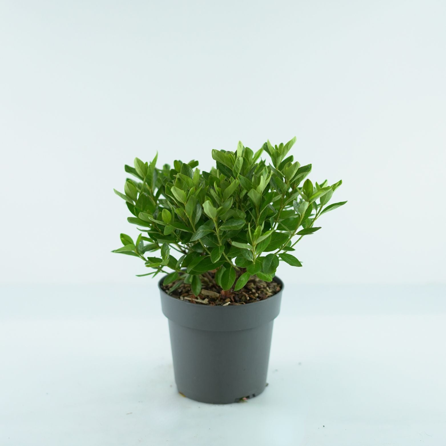 AZALEA JAPONICA 'Maischnee' Azalia