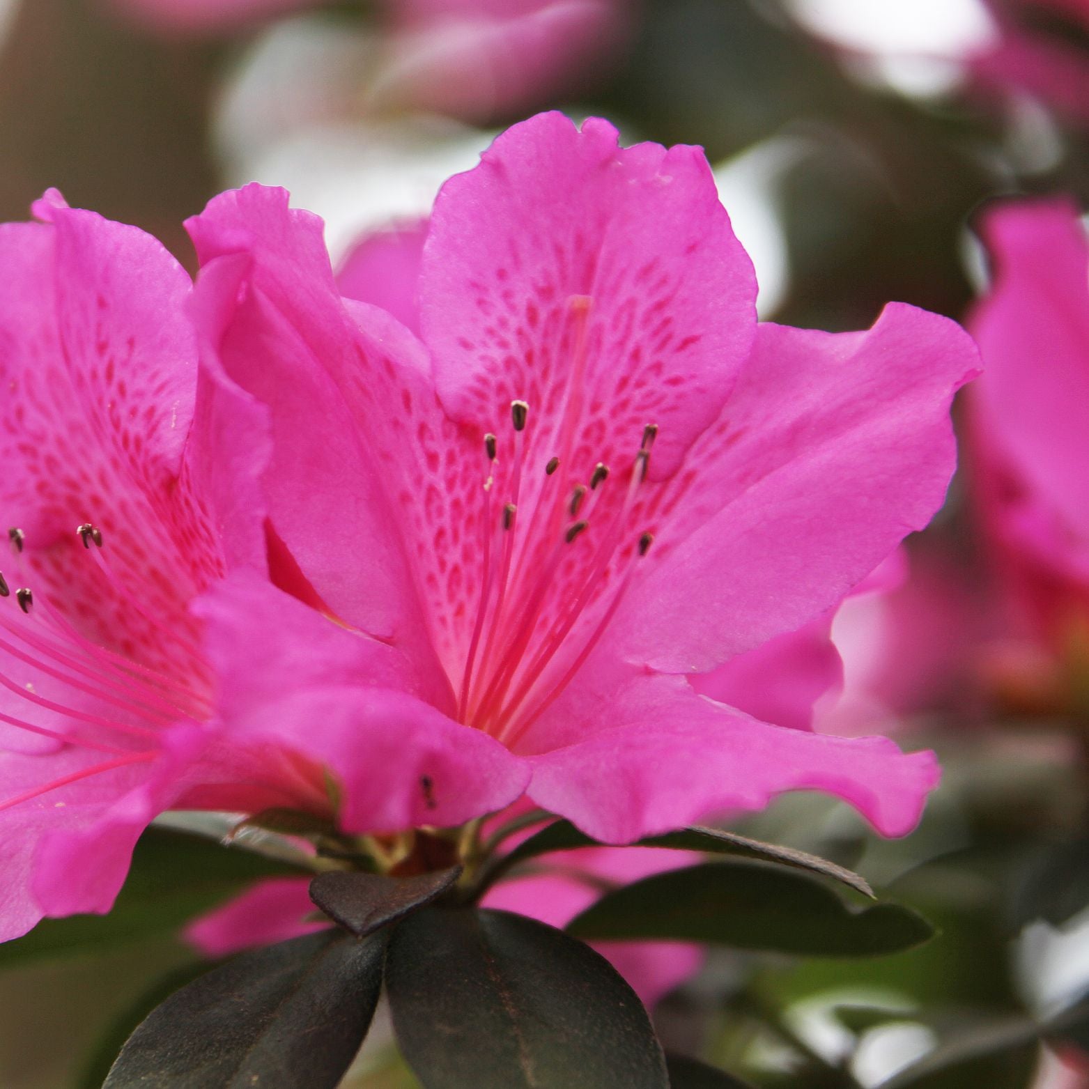 AZALEA JAPONICA 'Silver Sword' Azalia