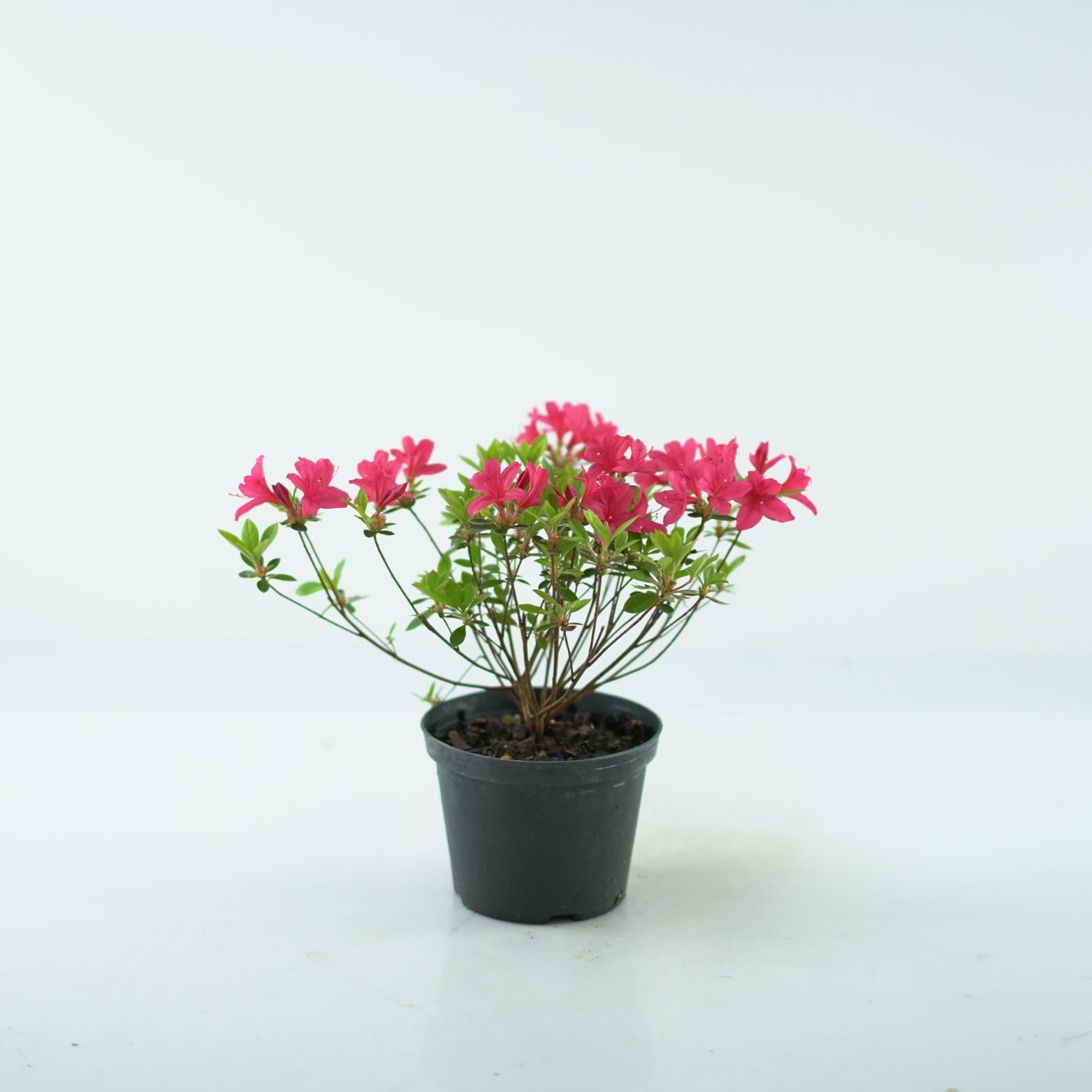 AZALEA JAPONICA 'KROMERIZ' Azalia