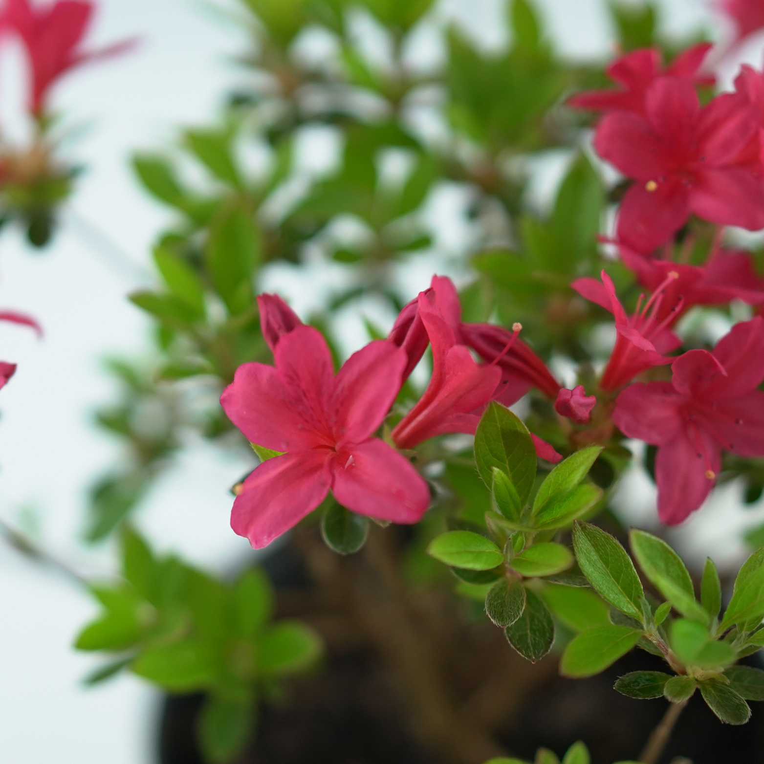 AZALEA JAPONICA 'KROMERIZ' Azalia