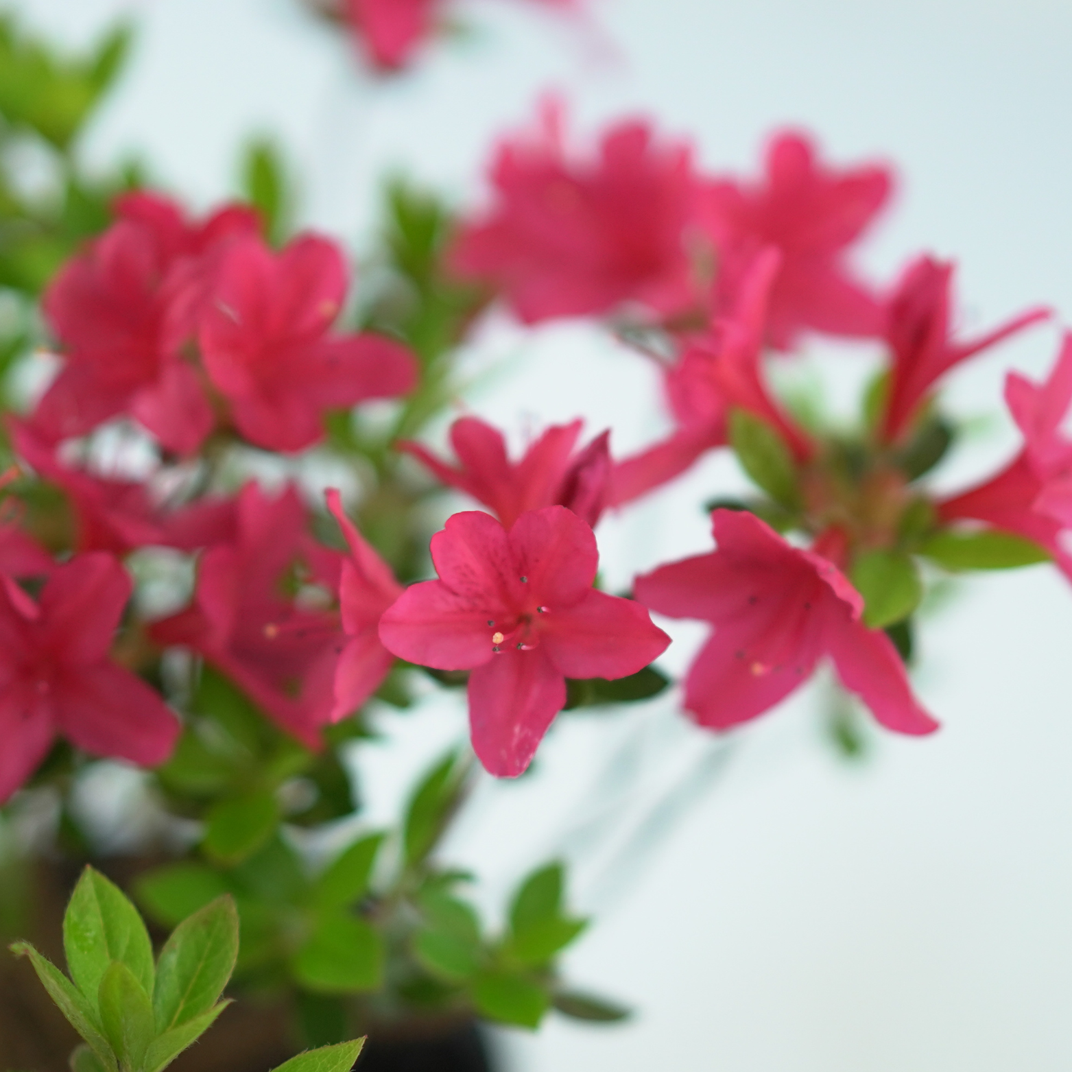 AZALEA JAPONICA 'KROMERIZ' Azalia