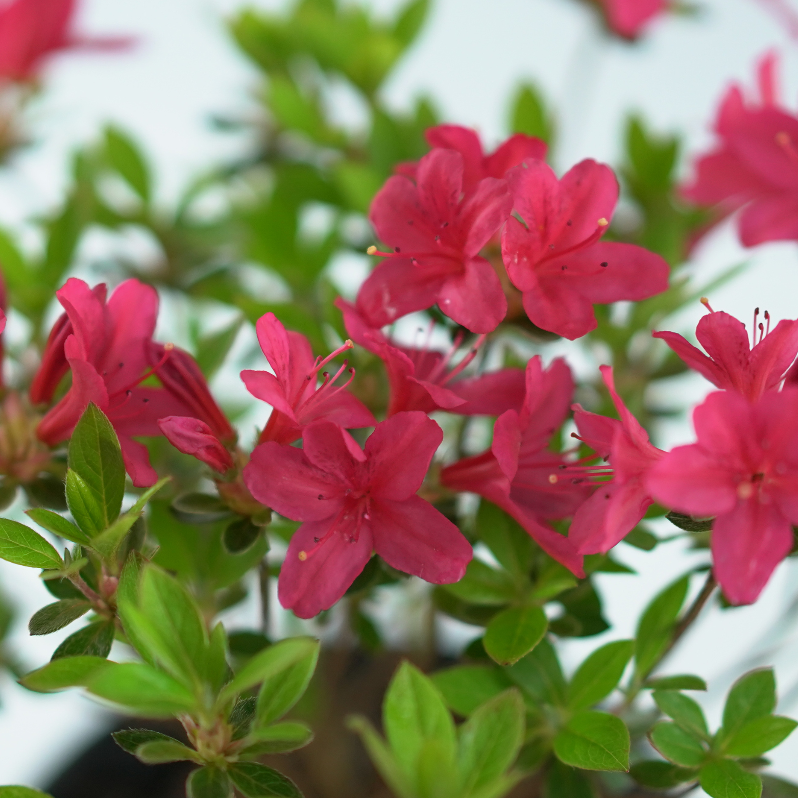 AZALEA JAPONICA 'KROMERIZ' Azalia