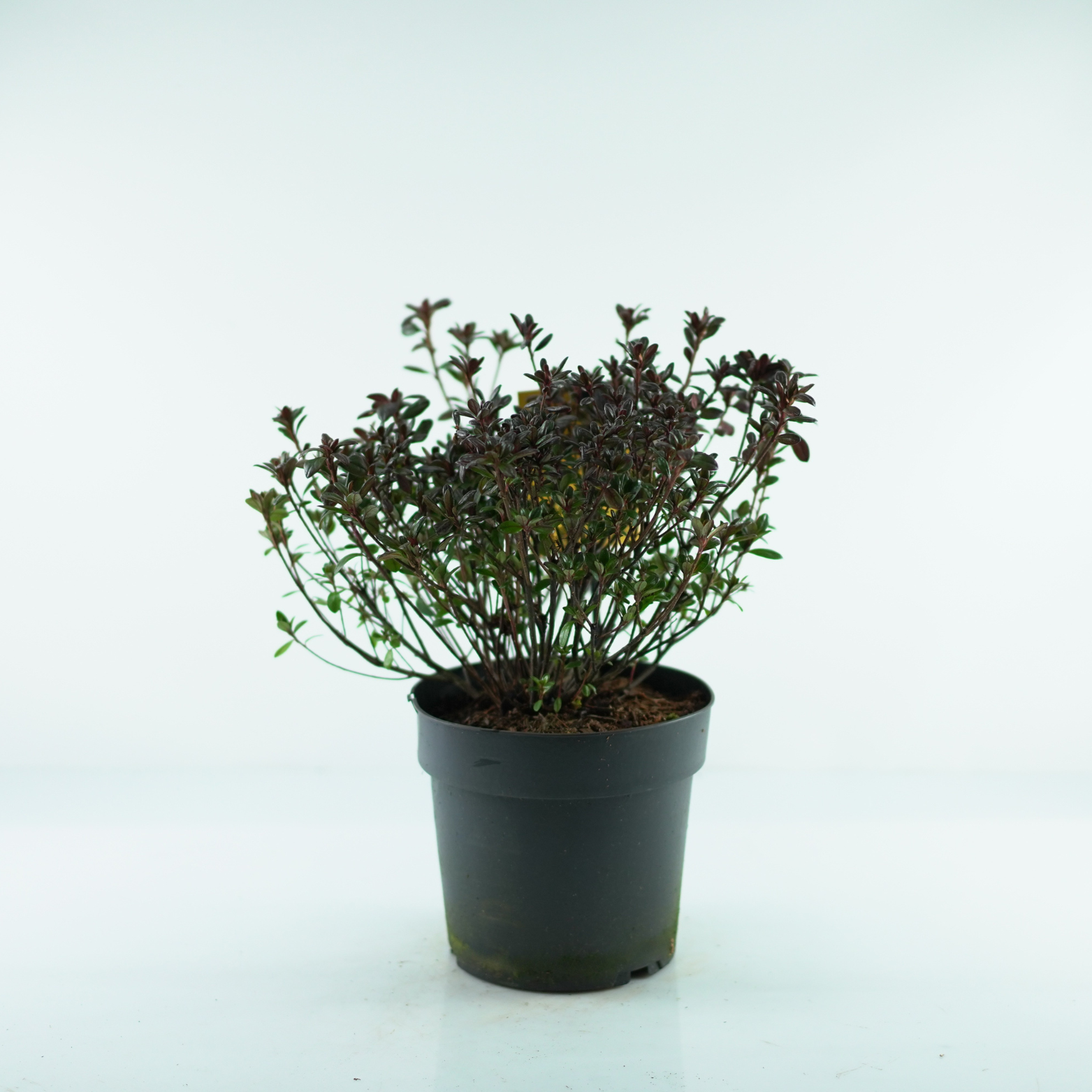 AZALEA JAPONICA 'MARUSCHKA' Azalia
