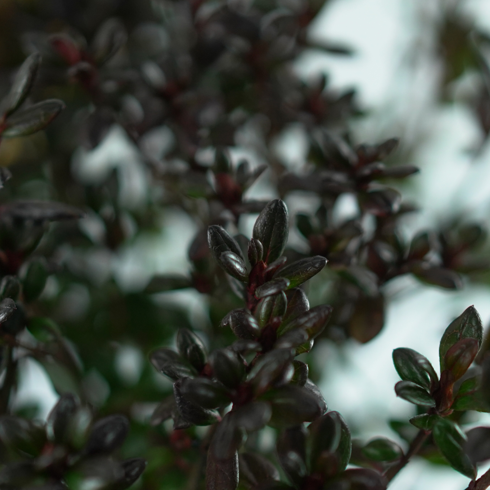 AZALEA JAPONICA 'MARUSCHKA' Azalia 