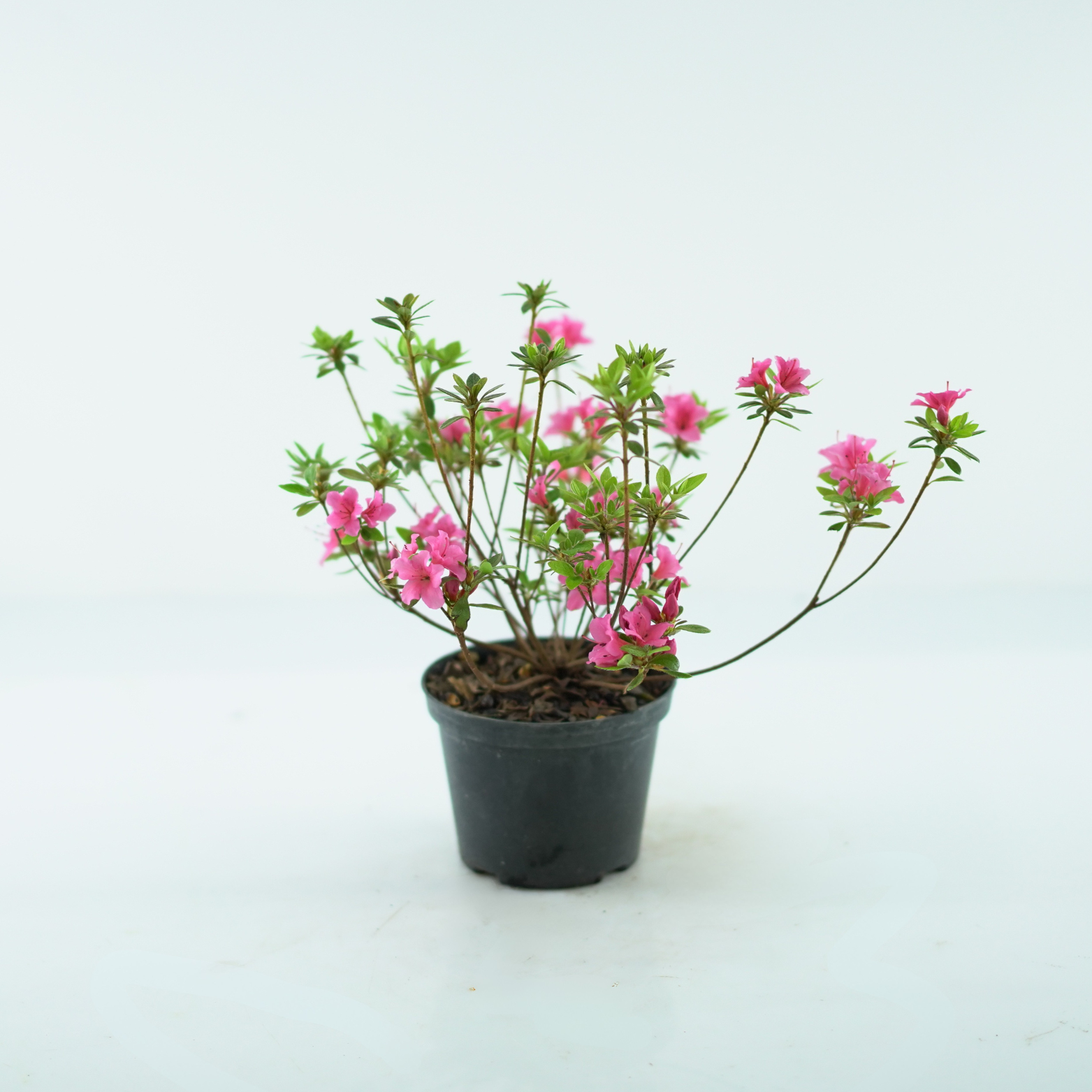 AZALEA JAPONICA 'MICHIKO' Azalia