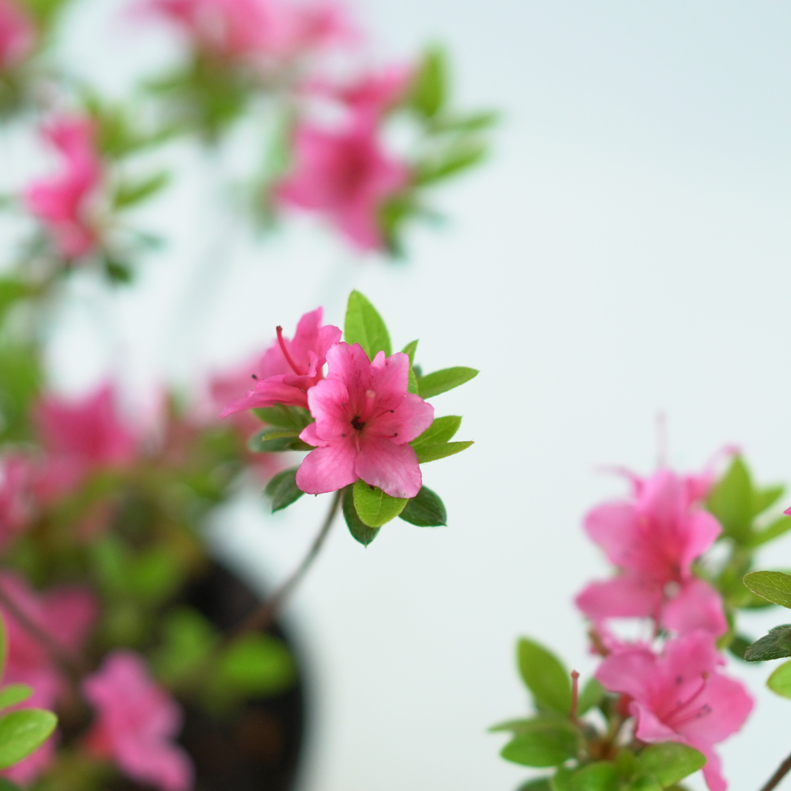 AZALEA JAPONICA 'MICHIKO' Azalia