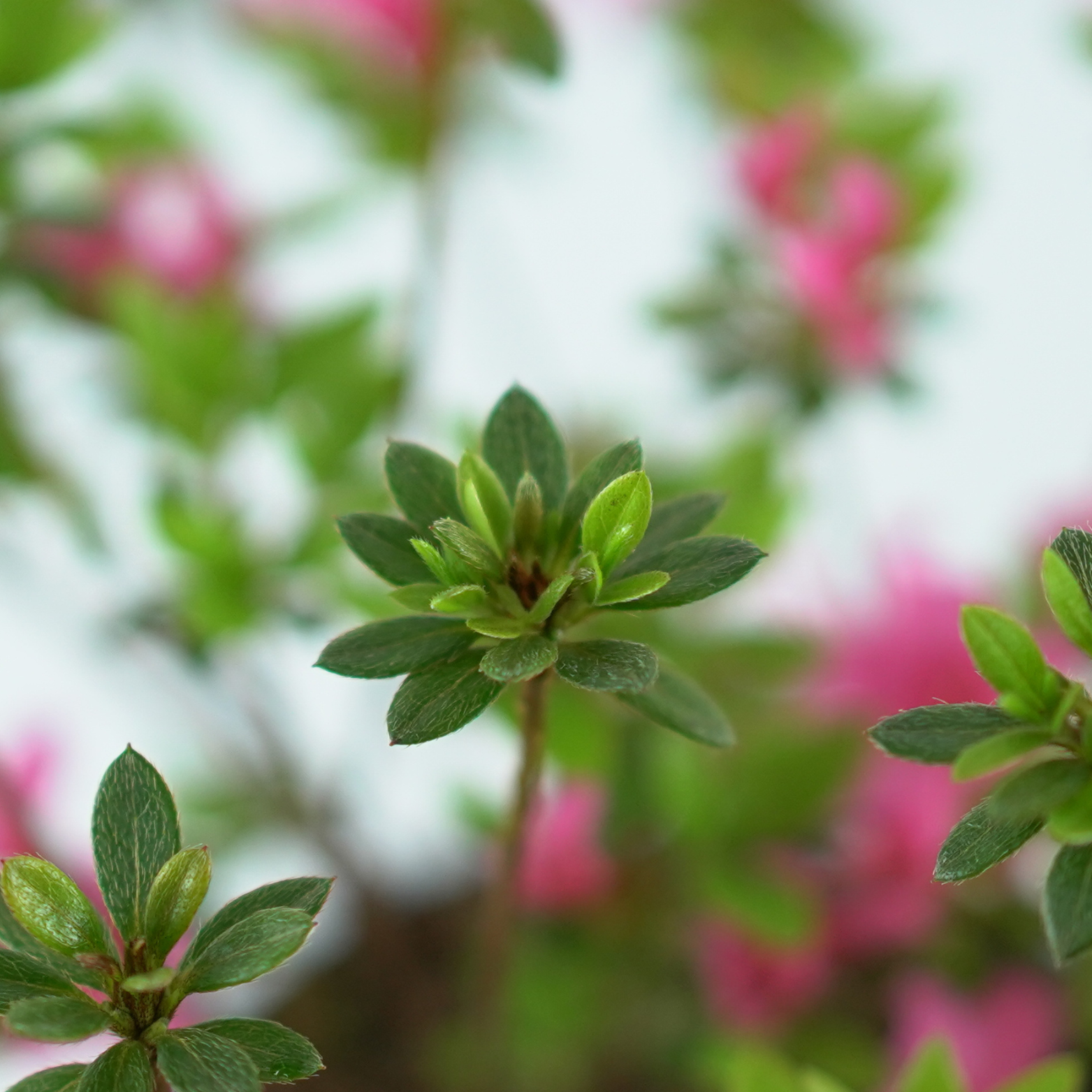 AZALEA JAPONICA 'MICHIKO' Azalia