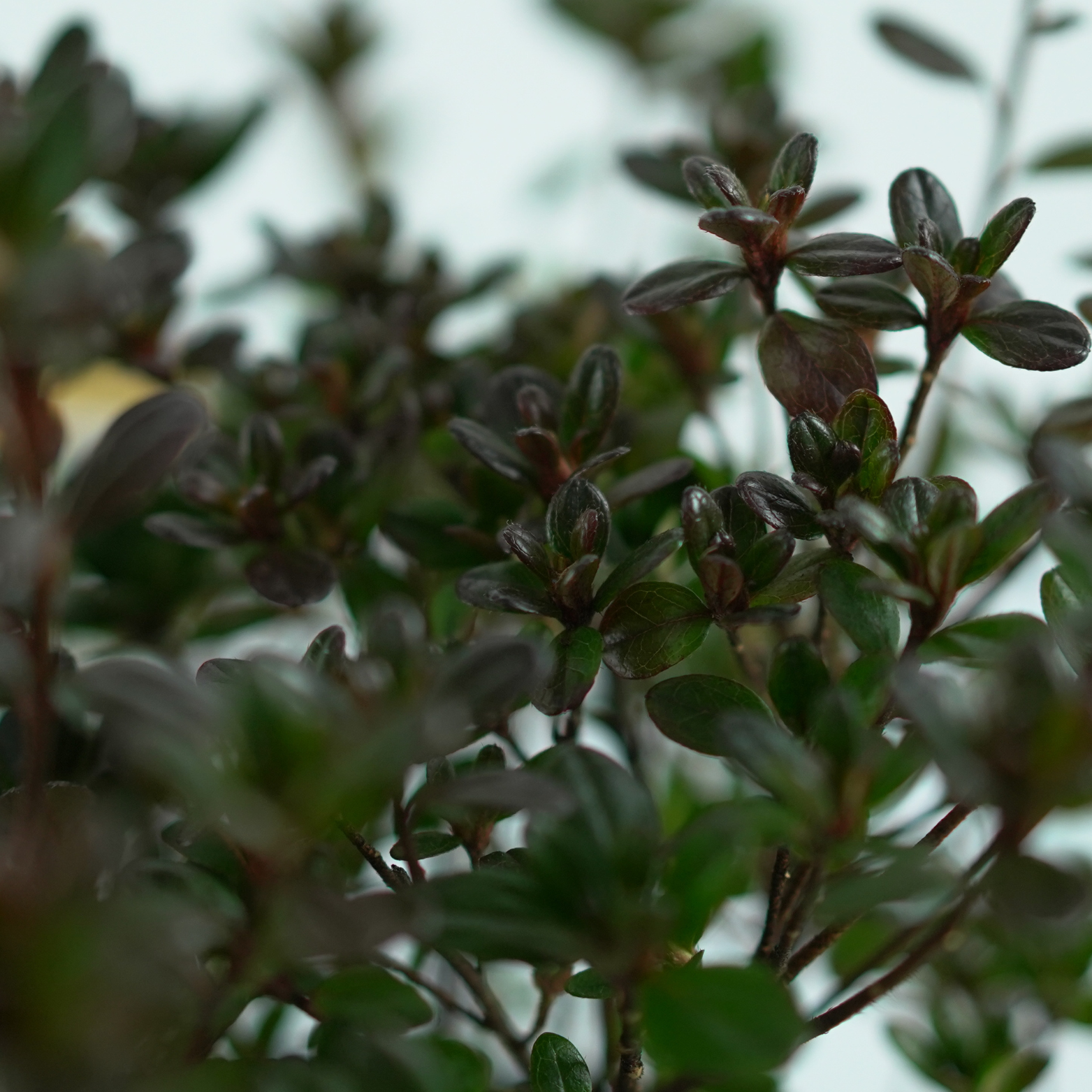 AZALEA JAPONICA 'PINK POETRY' Azalia