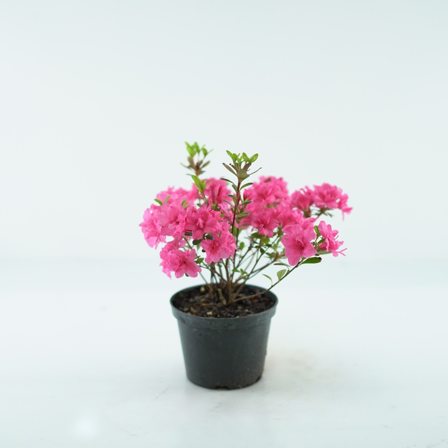 AZALEA JAPONICA 'ROKOKO' Azalia