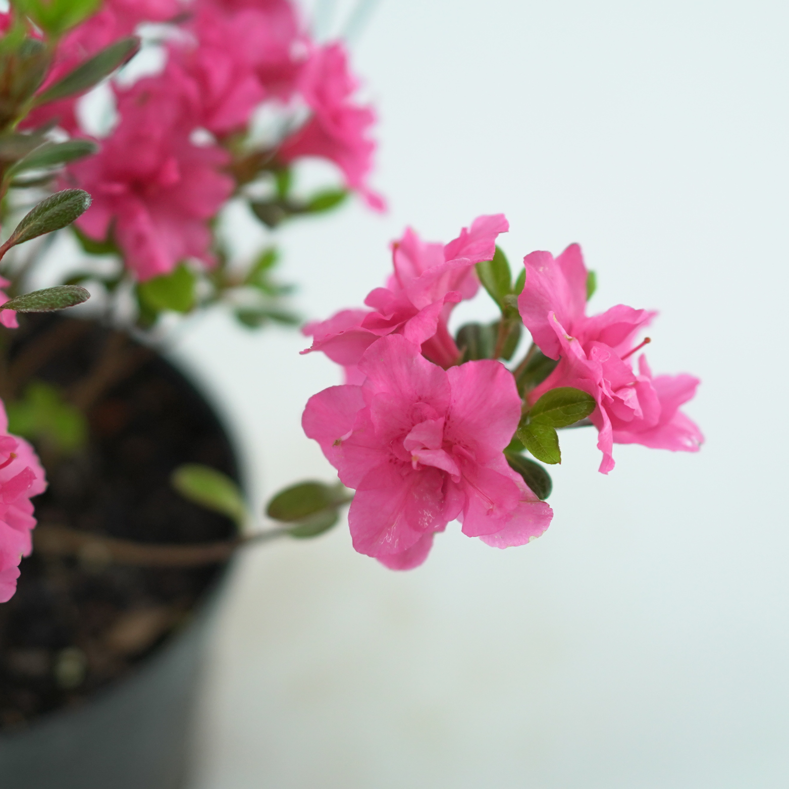 AZALEA JAPONICA 'ROKOKO' Azalia