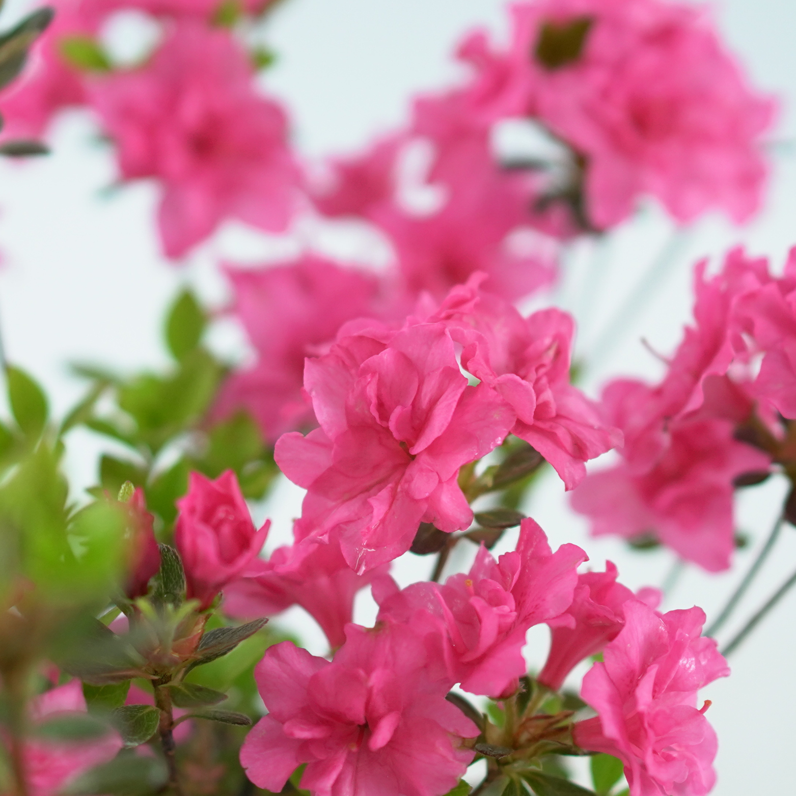 AZALEA JAPONICA 'ROKOKO' Azalia