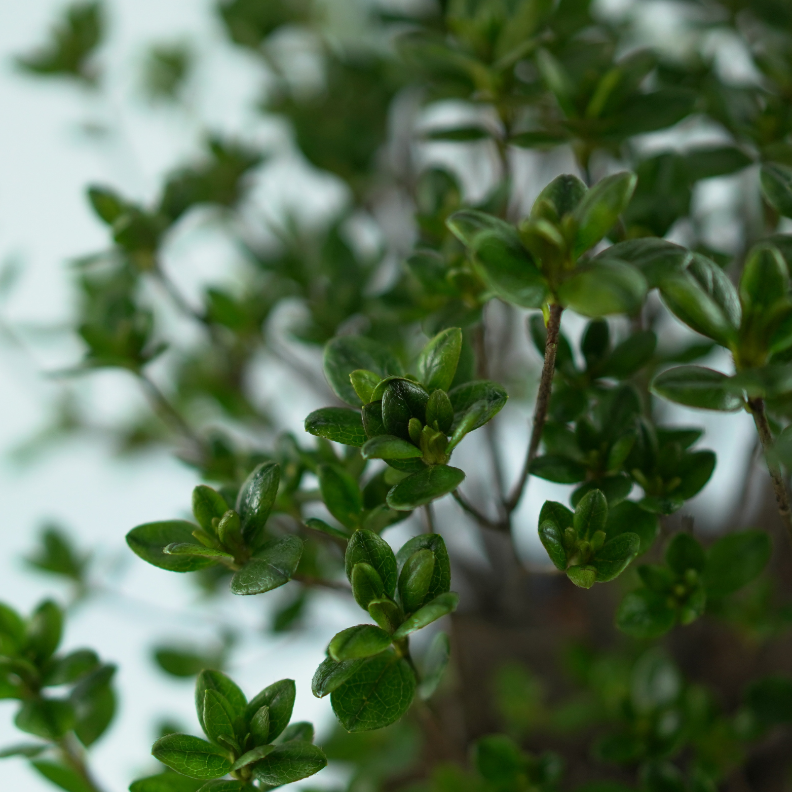 AZALEA JAPONICA 'SCHNEEPERLE' Azalia