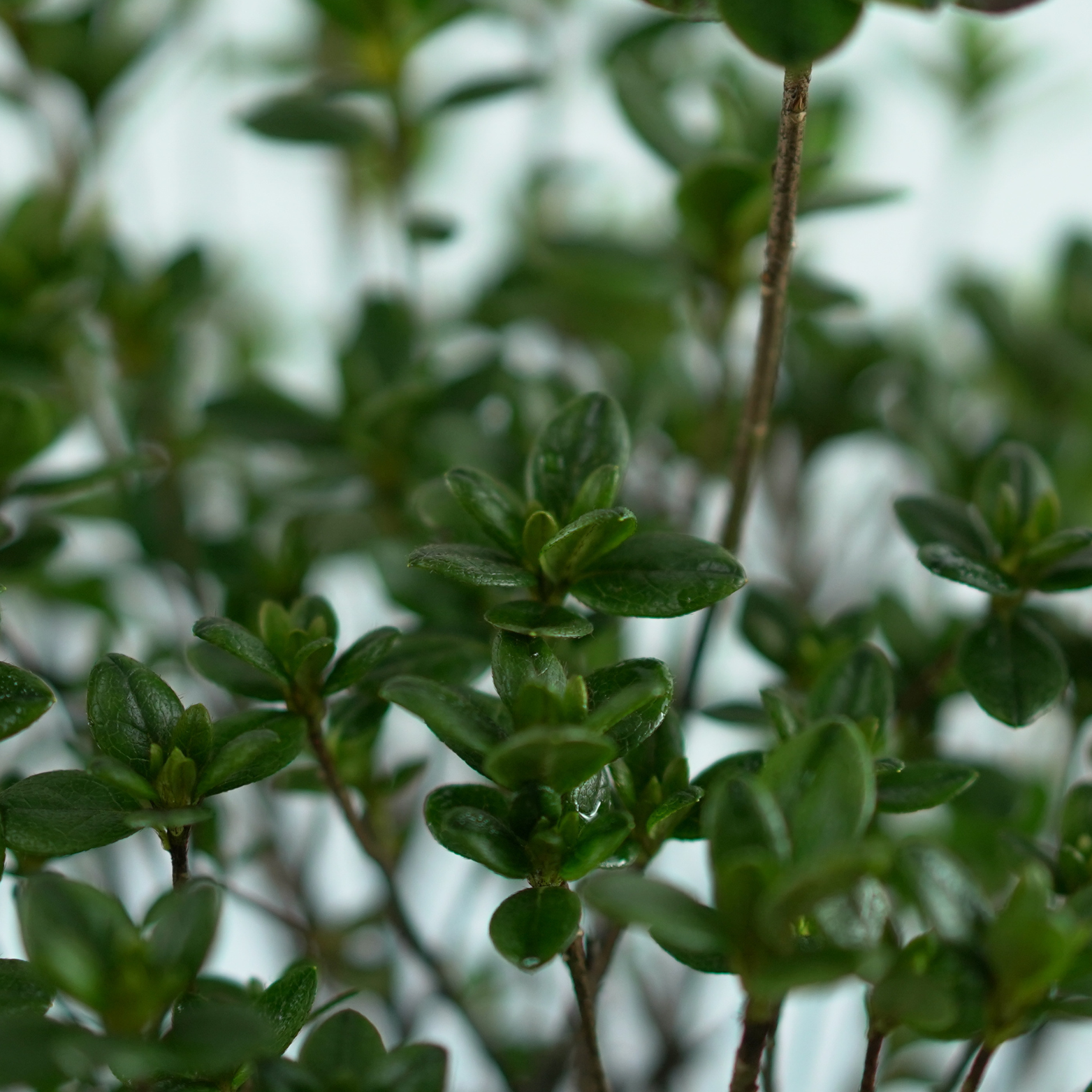 AZALEA JAPONICA 'SCHNEEPERLE' Azalia
