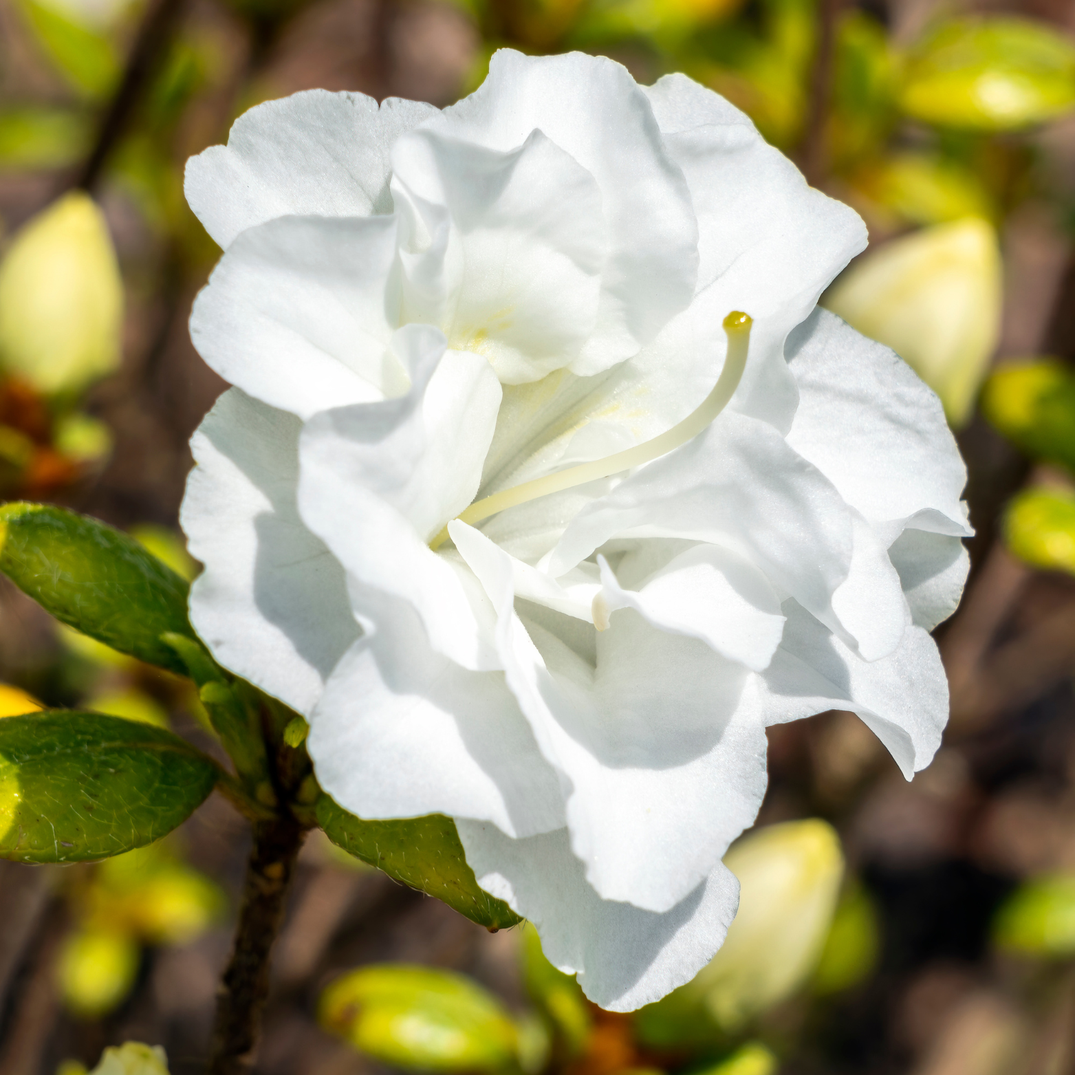 AZALEA JAPONICA 'SCHNEEPERLE' Azalia