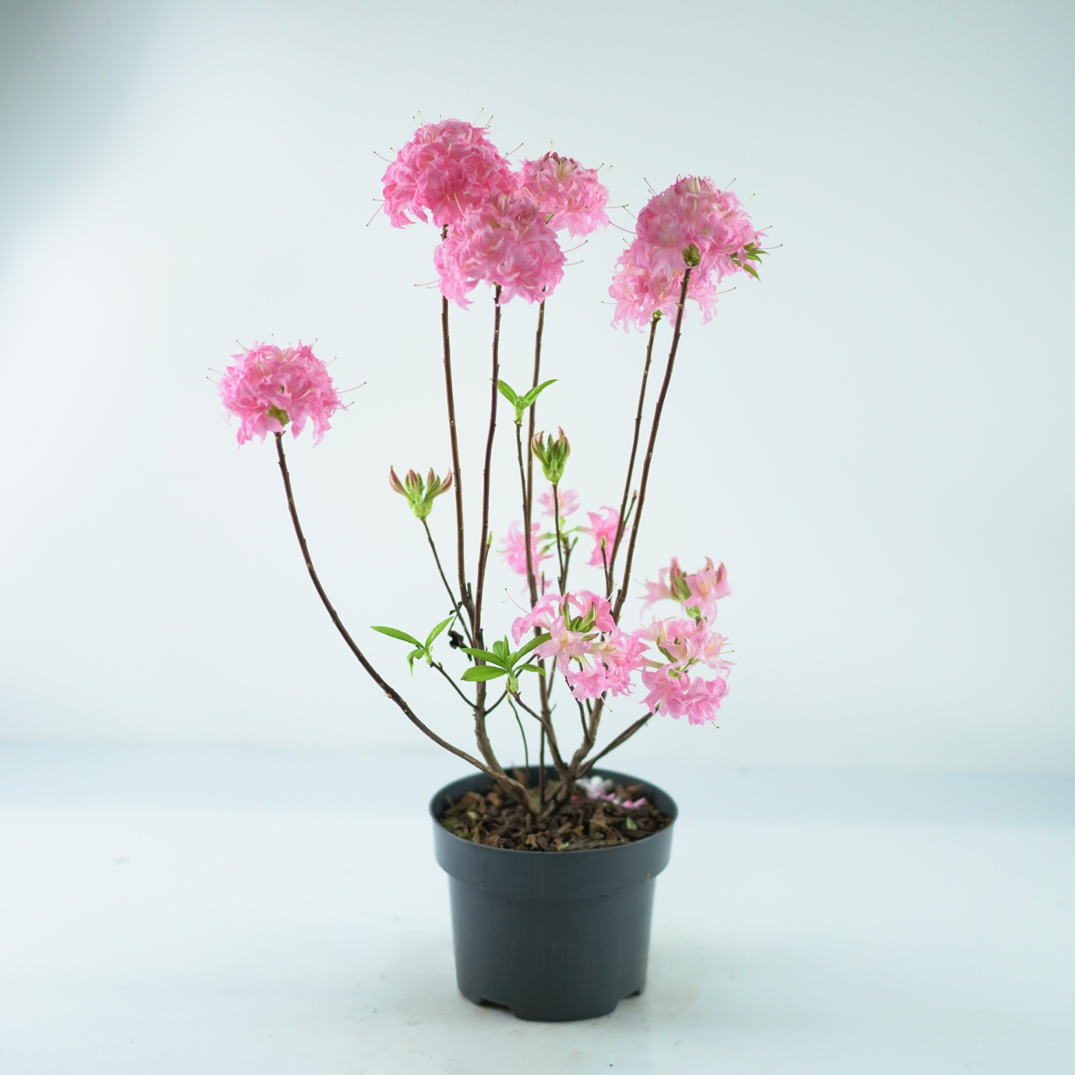 AZALEA 'HOMEBUSH' Azalia, Rododendron